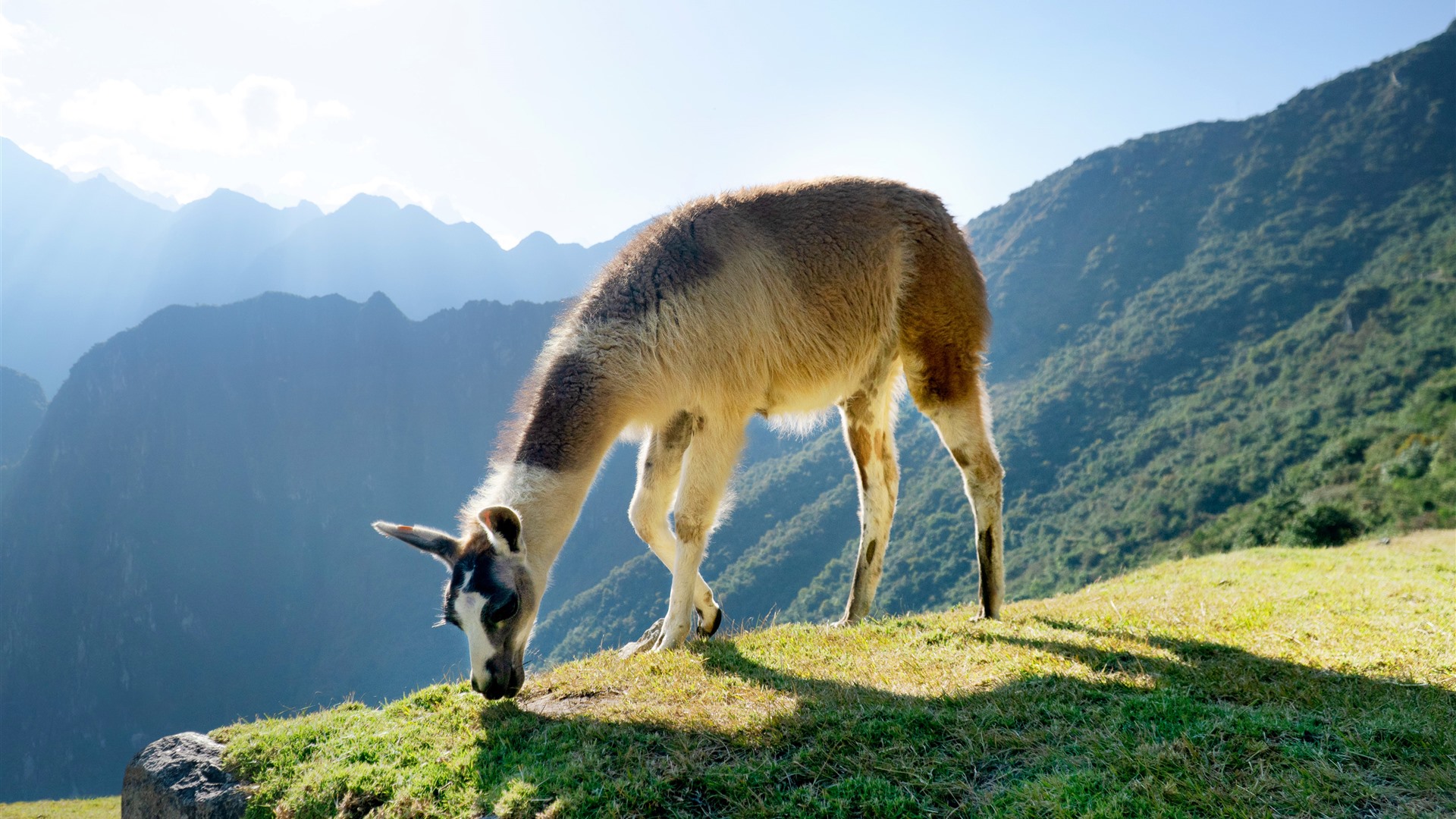 Peak Mammal Machu Picchu Pueblo Peru