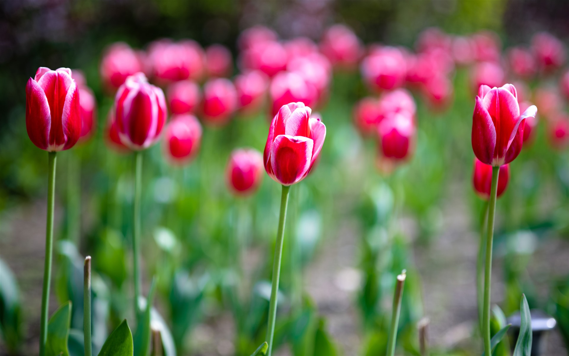 Pink Tulips Petals Flower