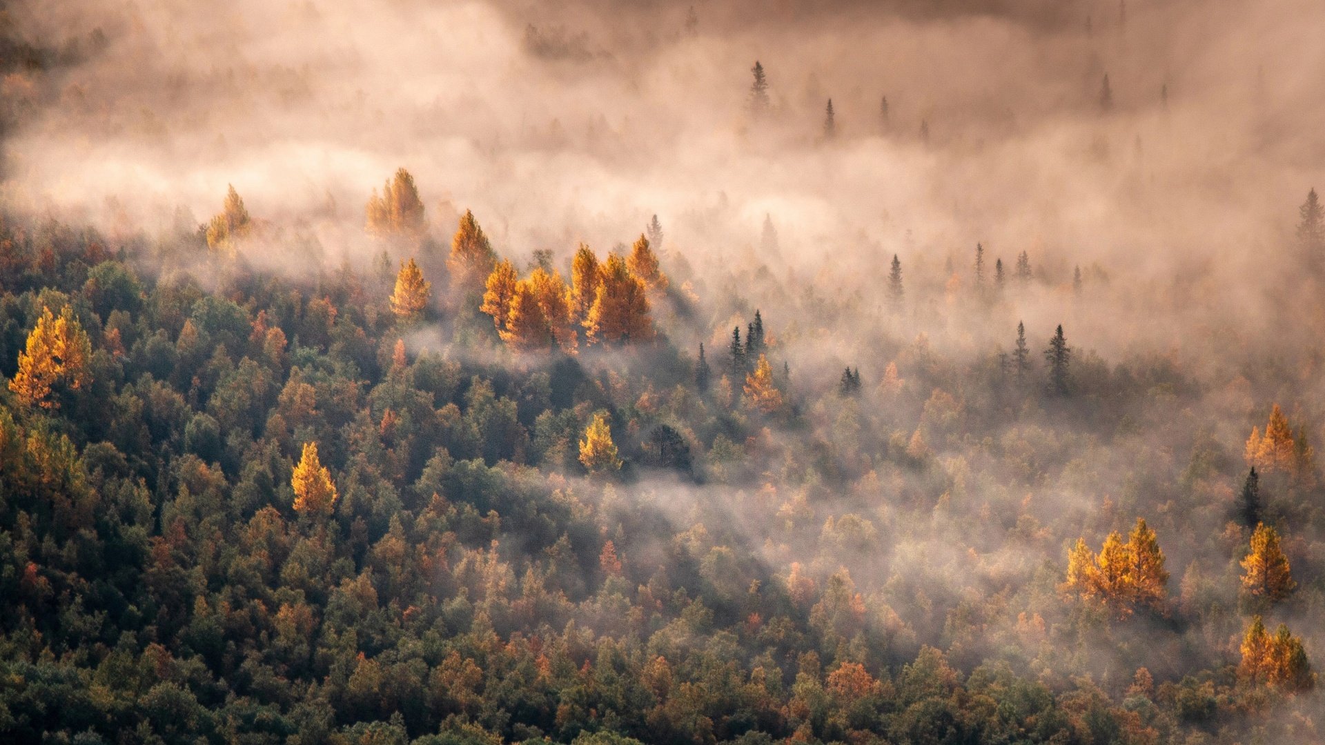 Autumn Forest Morning Light Wallpaper-1920x1080