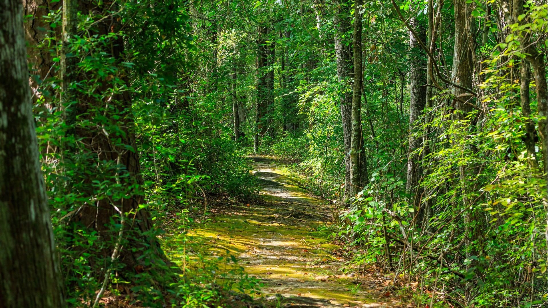 Forest Green Leaves Path