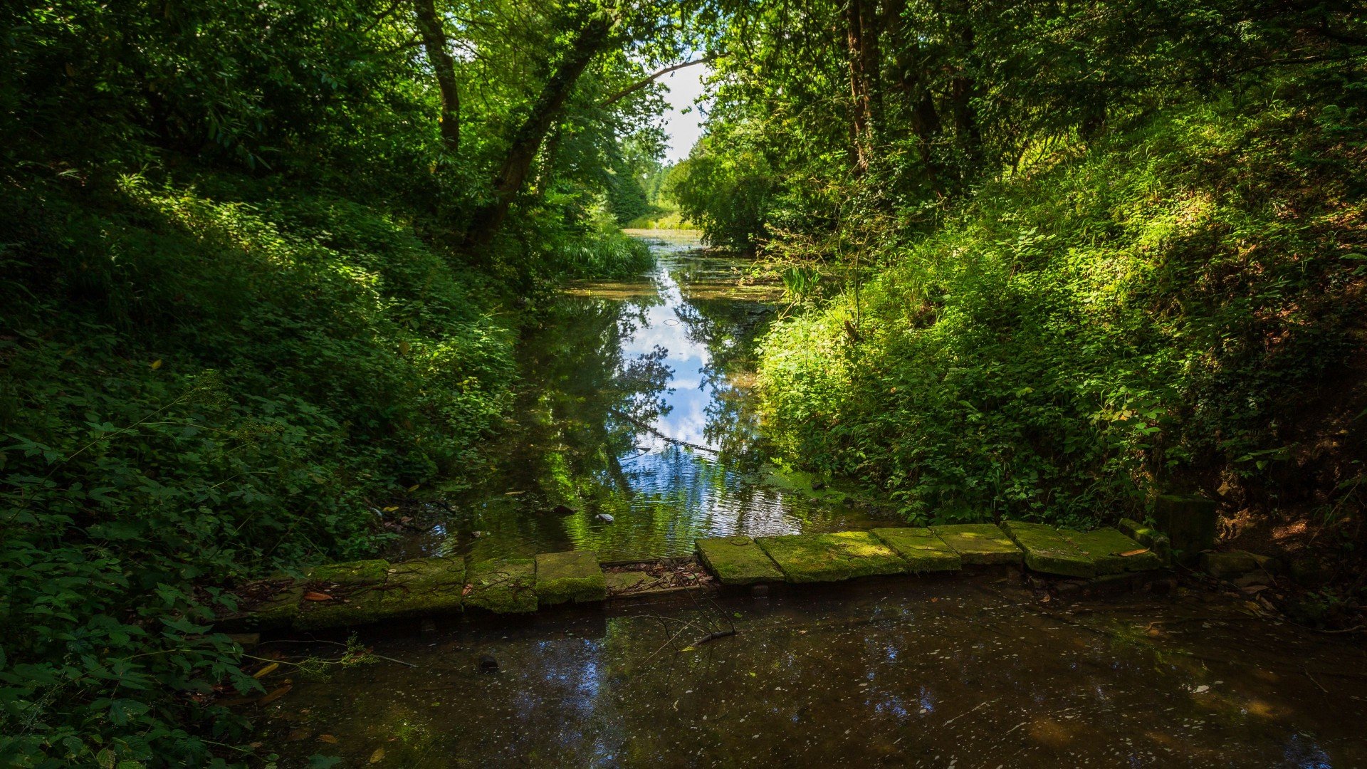 Forest Landscape Water Stream Path