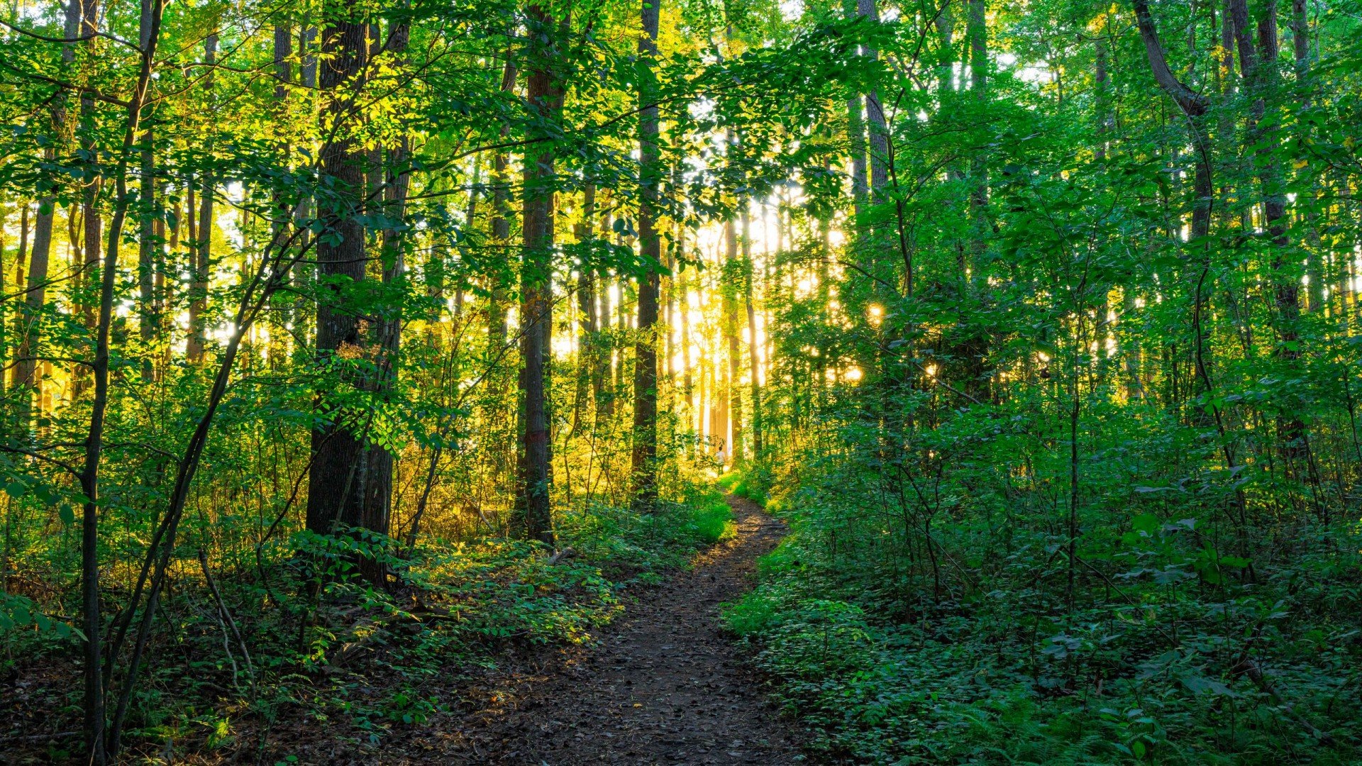 Forest Trees Sunlight Nature Wallpaper Background-1920x1080