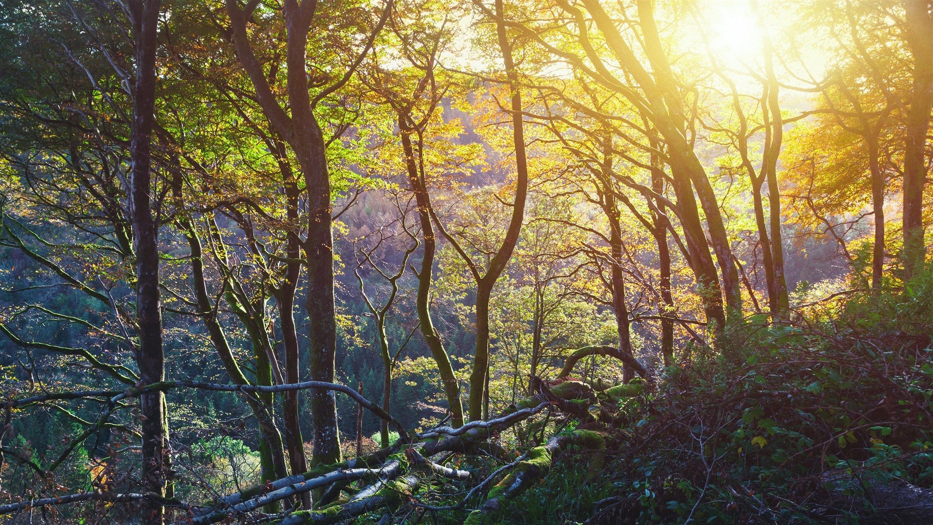 Glenariff Forest Park Sunset