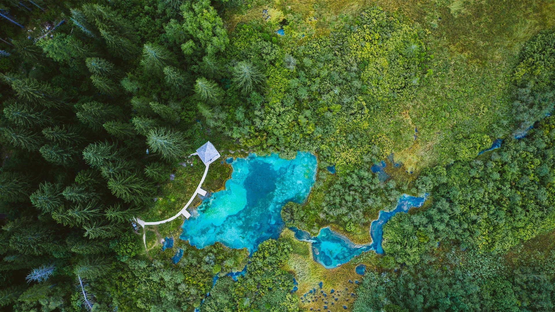 Lake Forest Zelenci Nature Reserve Slovenia