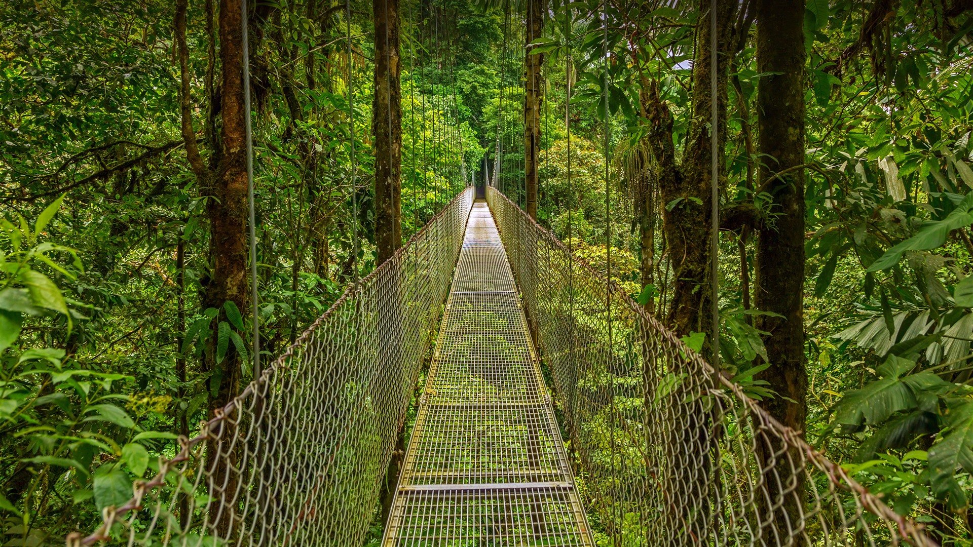 Monteverde Cloud Forest Costa Rica