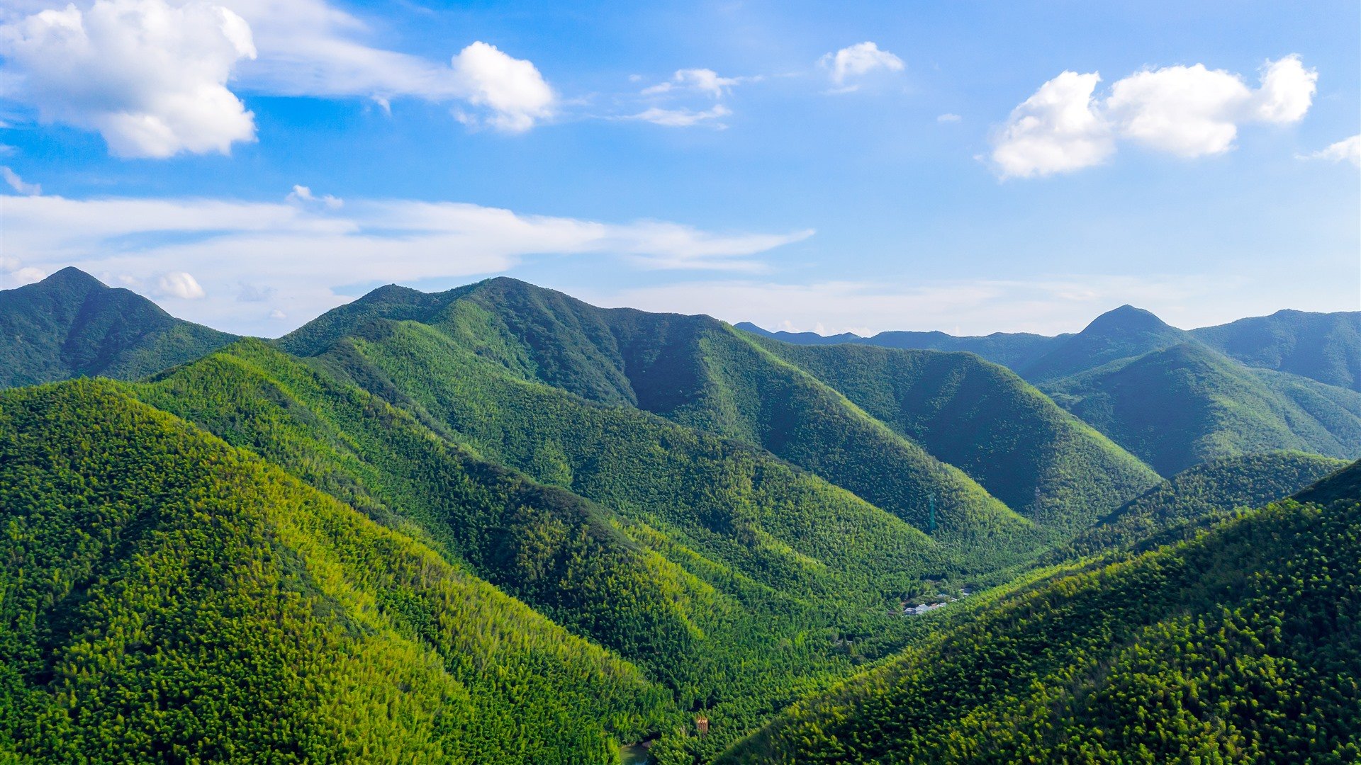 Summer Bamboo Forest Travel Hills Landscape HD Wallpaper 1920x1080