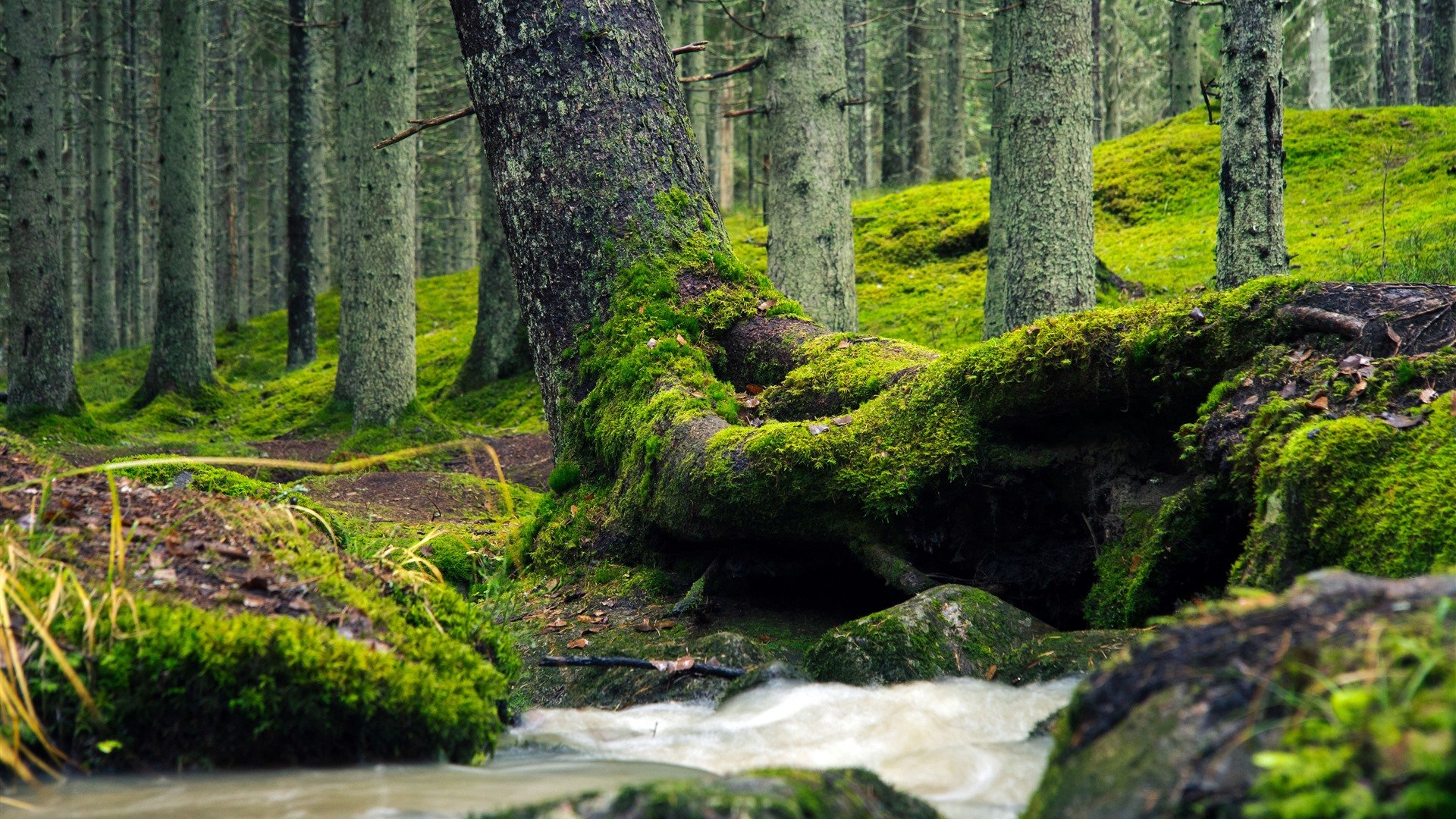 Tropical Virgin Forest Tree Trunk Moss River