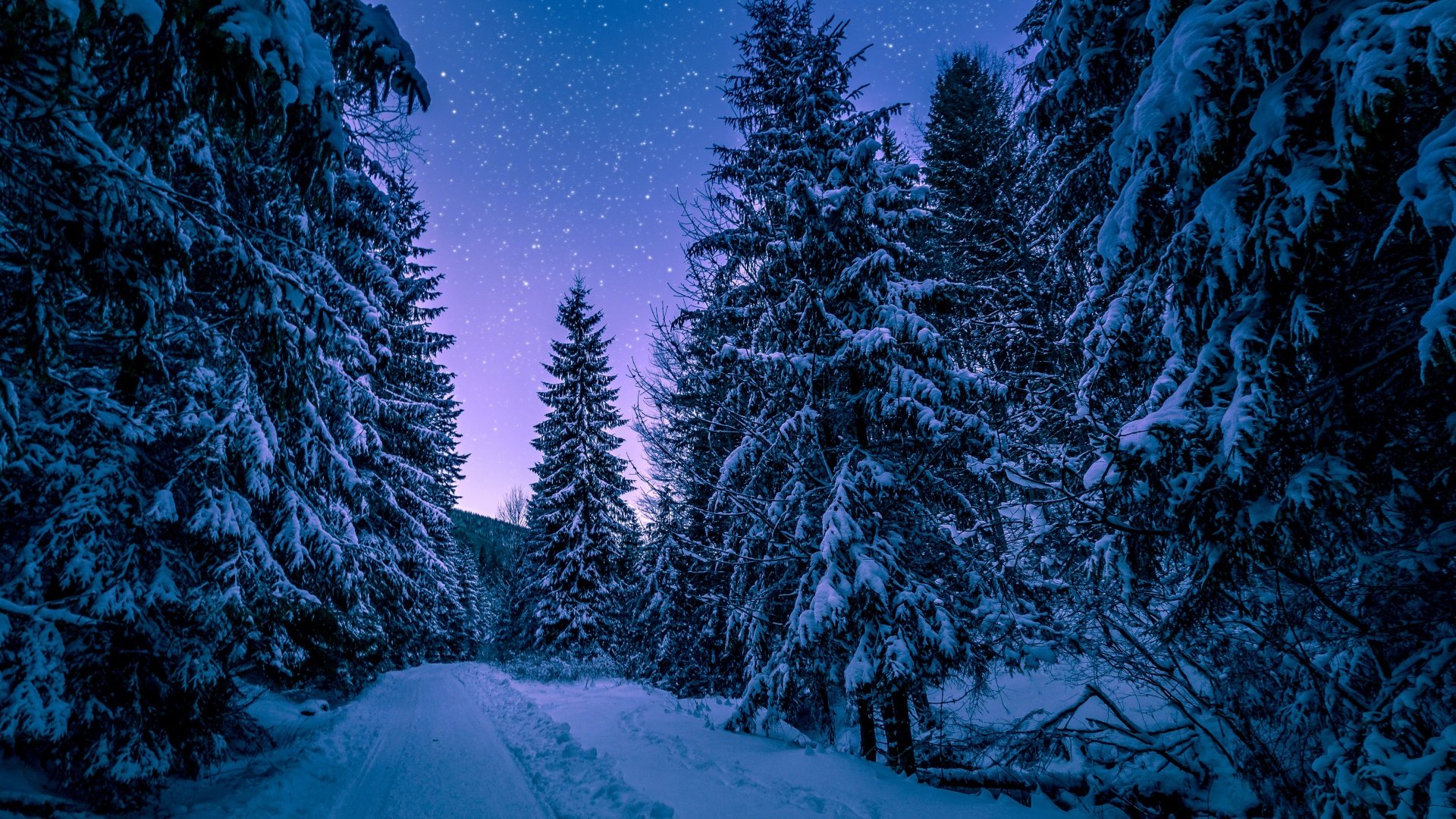 Winter Snowy Pine Trees Forest Wallpaper-1920x1080