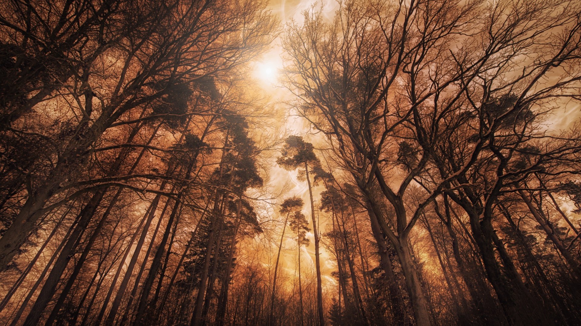 Woods Forest HD Wallpaper