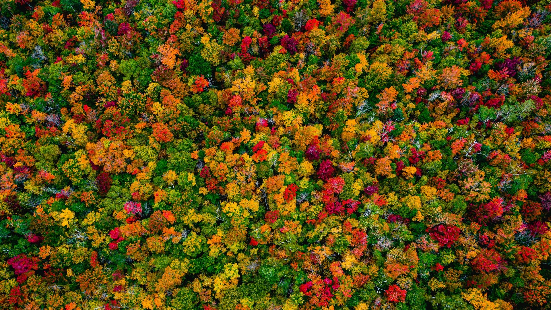 Autumn Forest Maple Trees