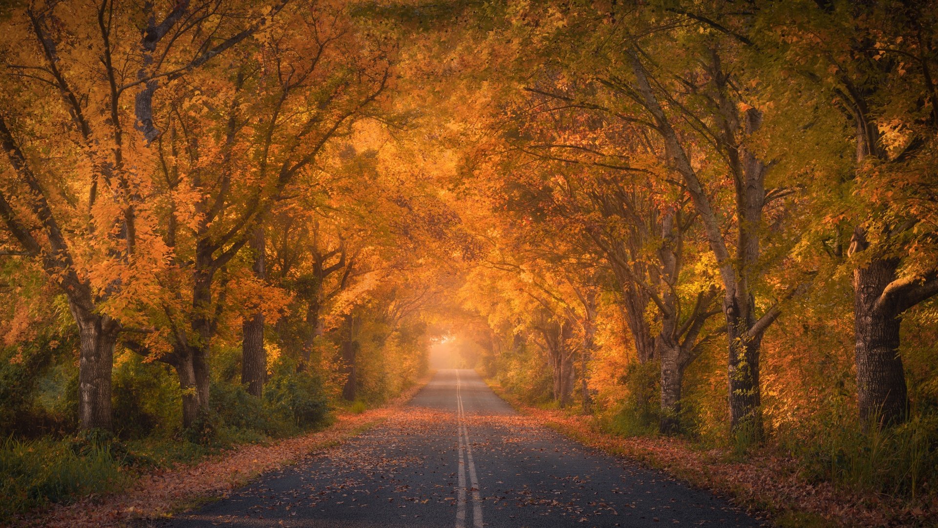 Autumn Trees Road-1920x1080 