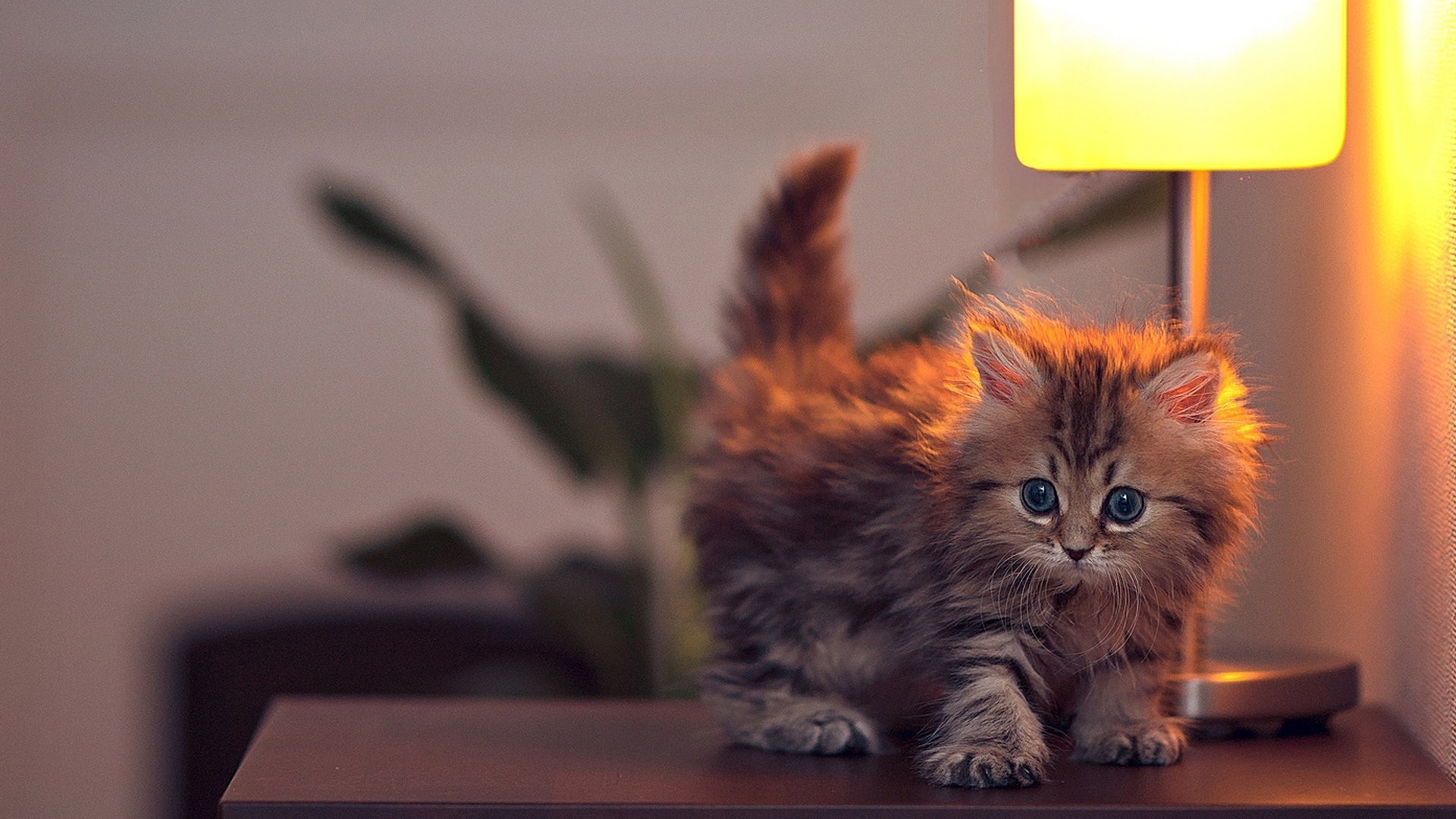Cute Kitten On Table