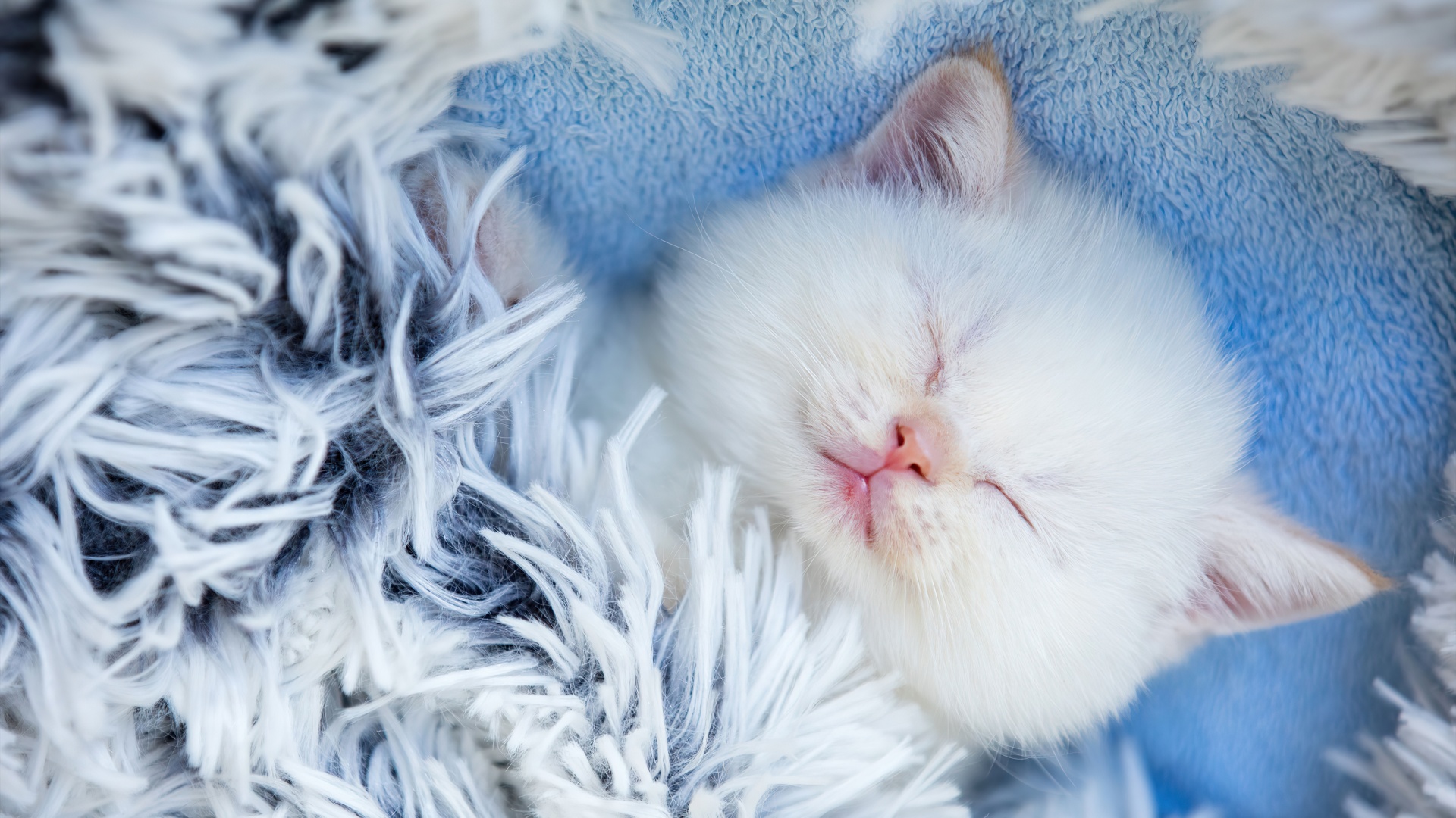 Cute Kitten Sleeping Wallpaper