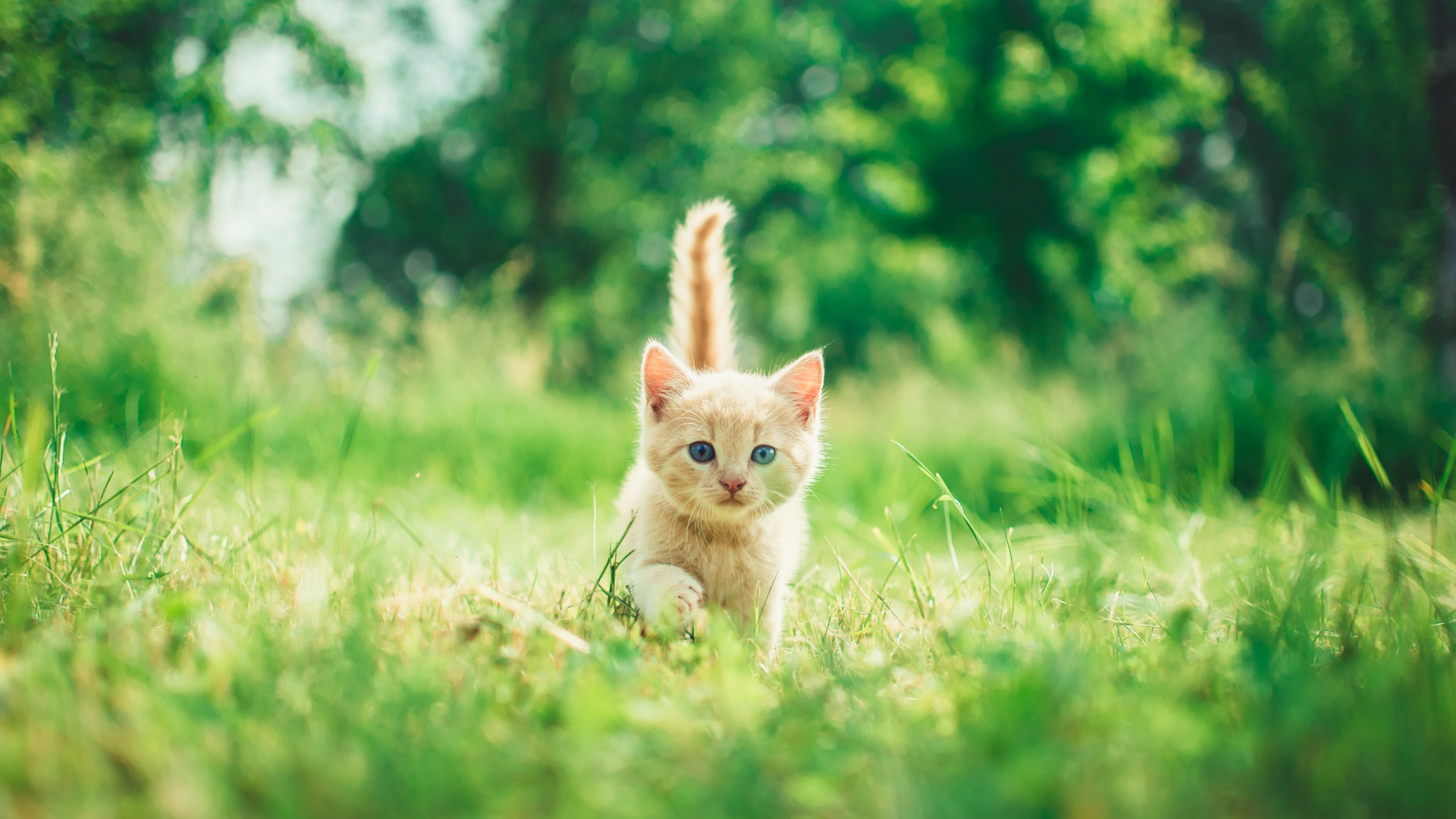 Cute Kitten Wallpaper Background-1920x1080