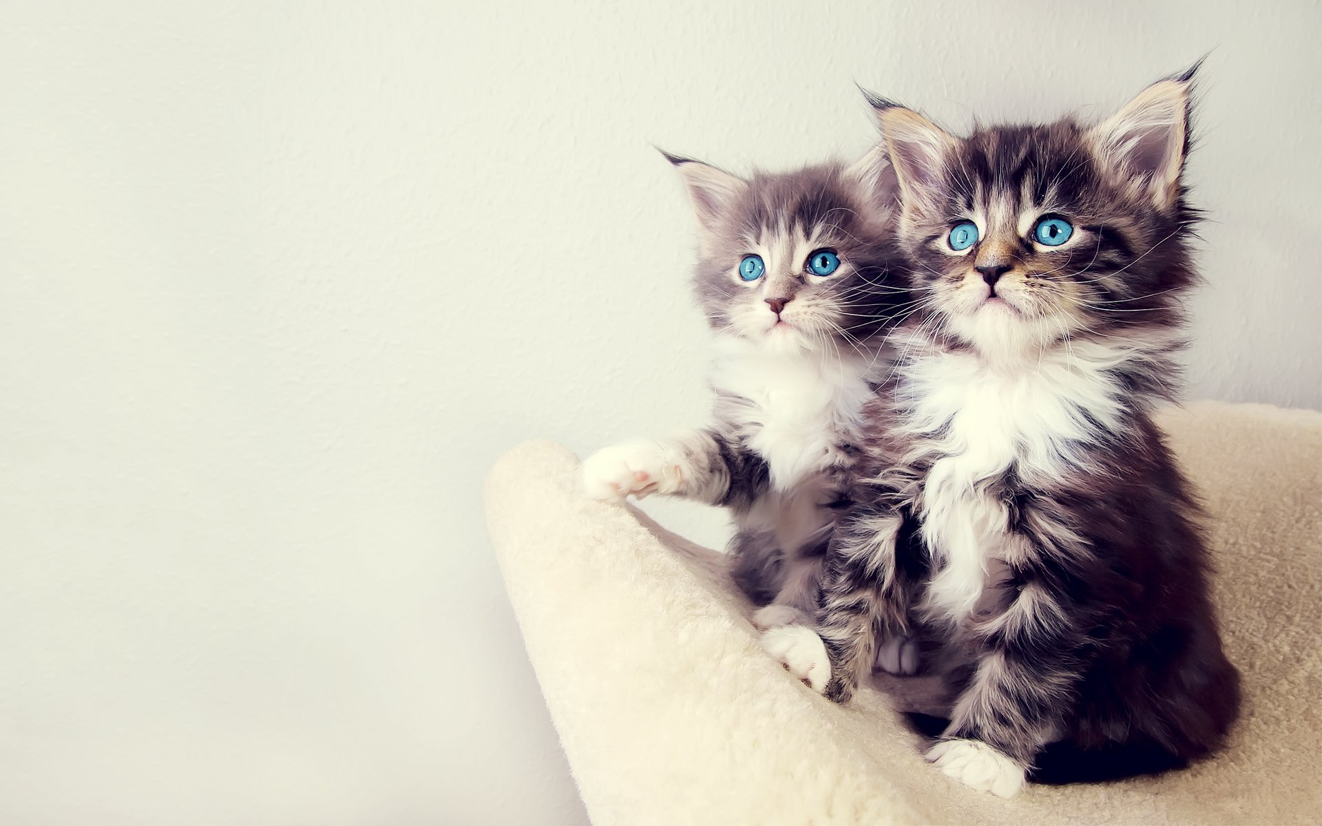Cute Kittens Pic Wallpaper
