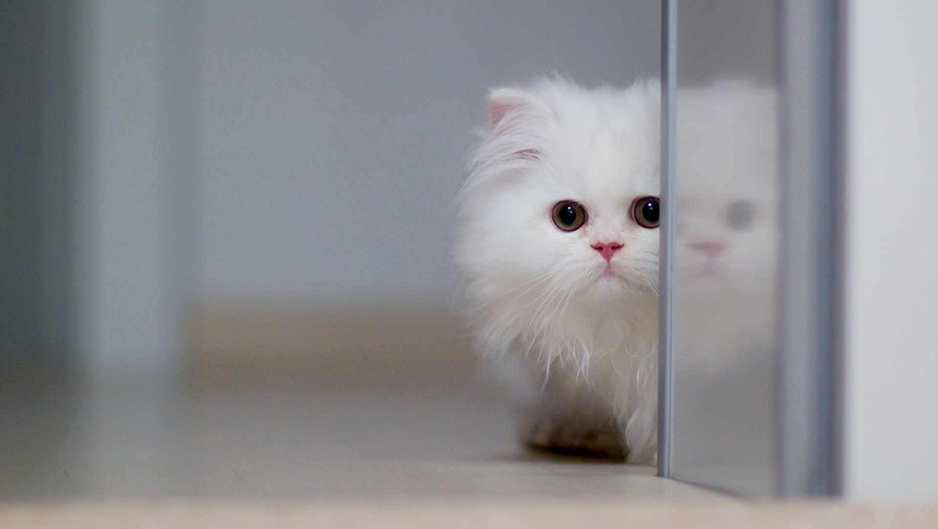 Cute White Cat wallpaper 