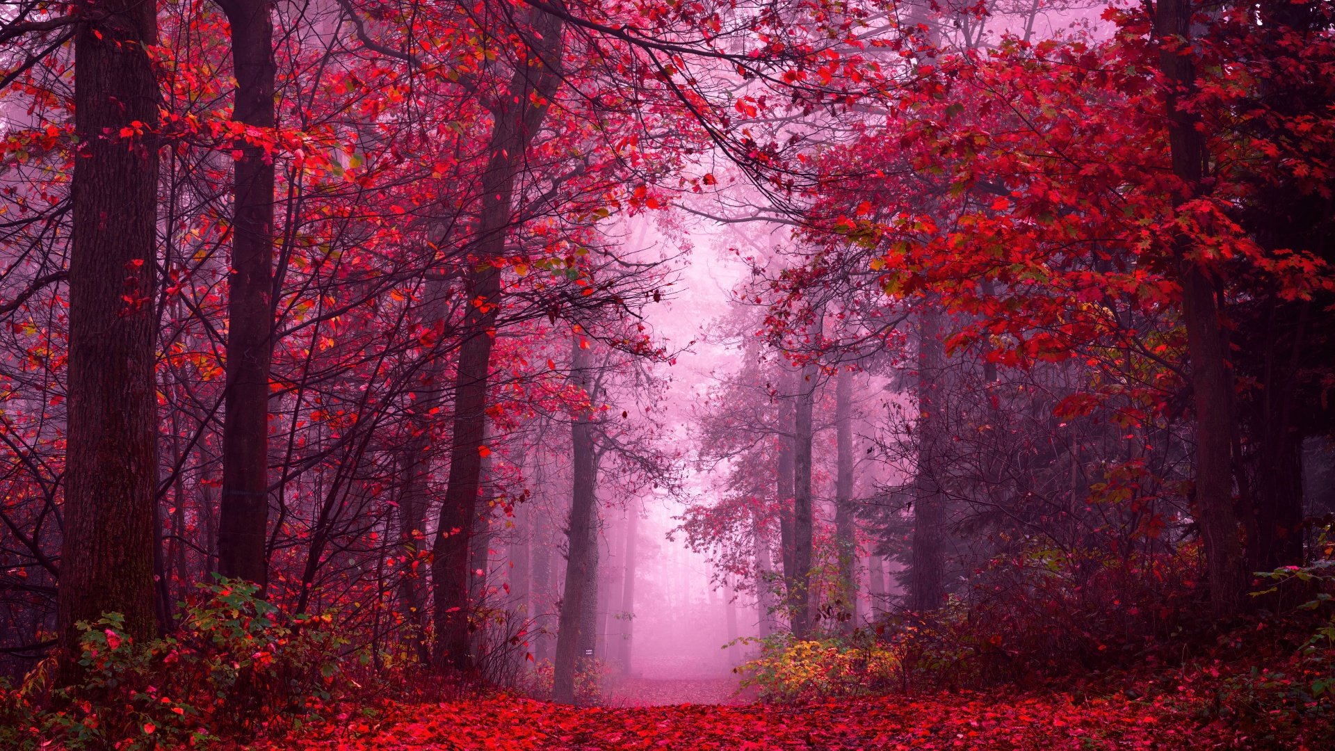 Enchanting Autumn Forest