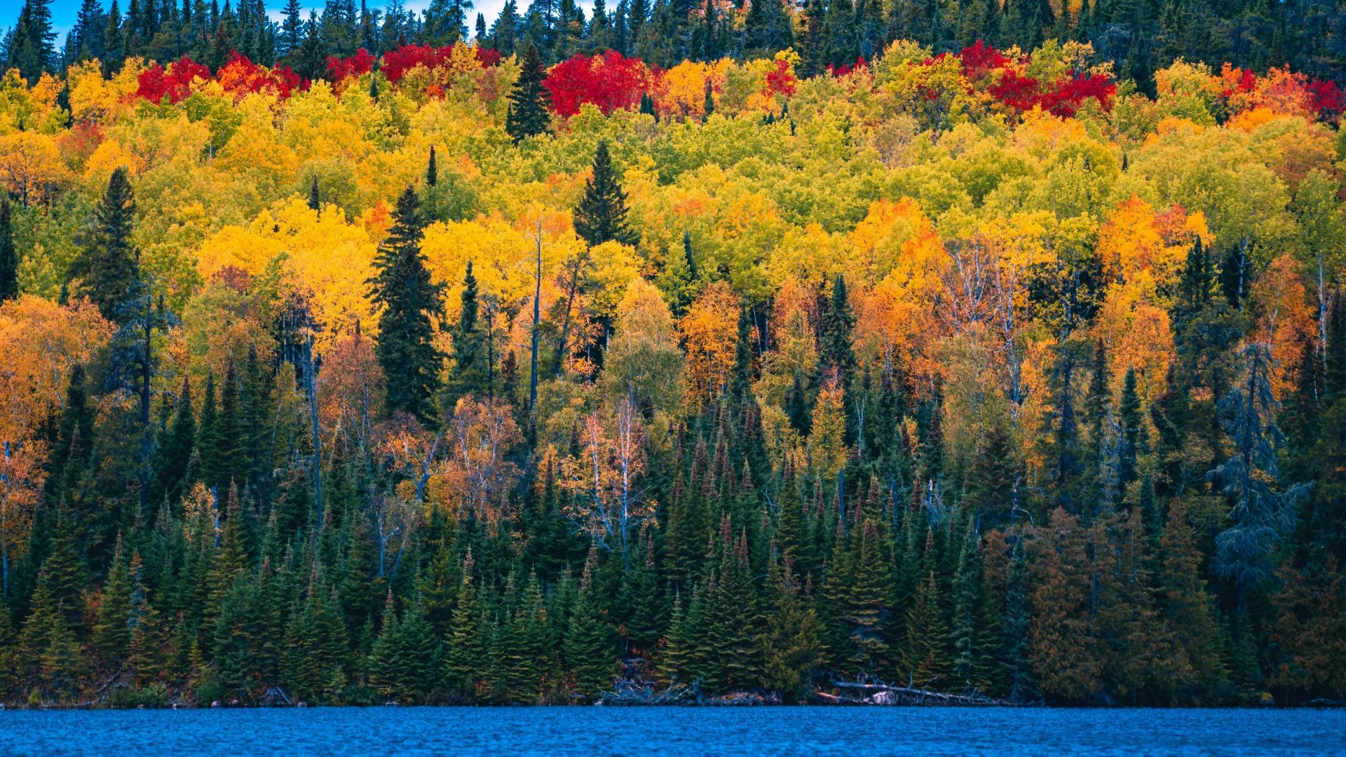 Forest autumn trees colorful-scenery-1920x1080