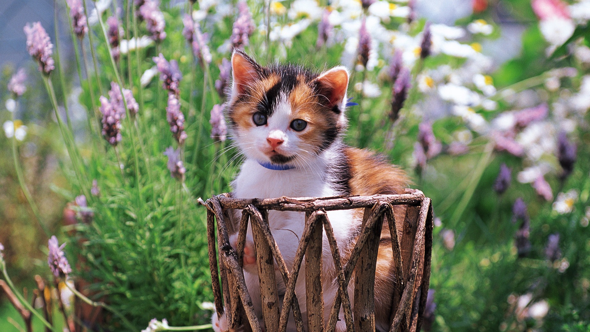 Little kitten in basket