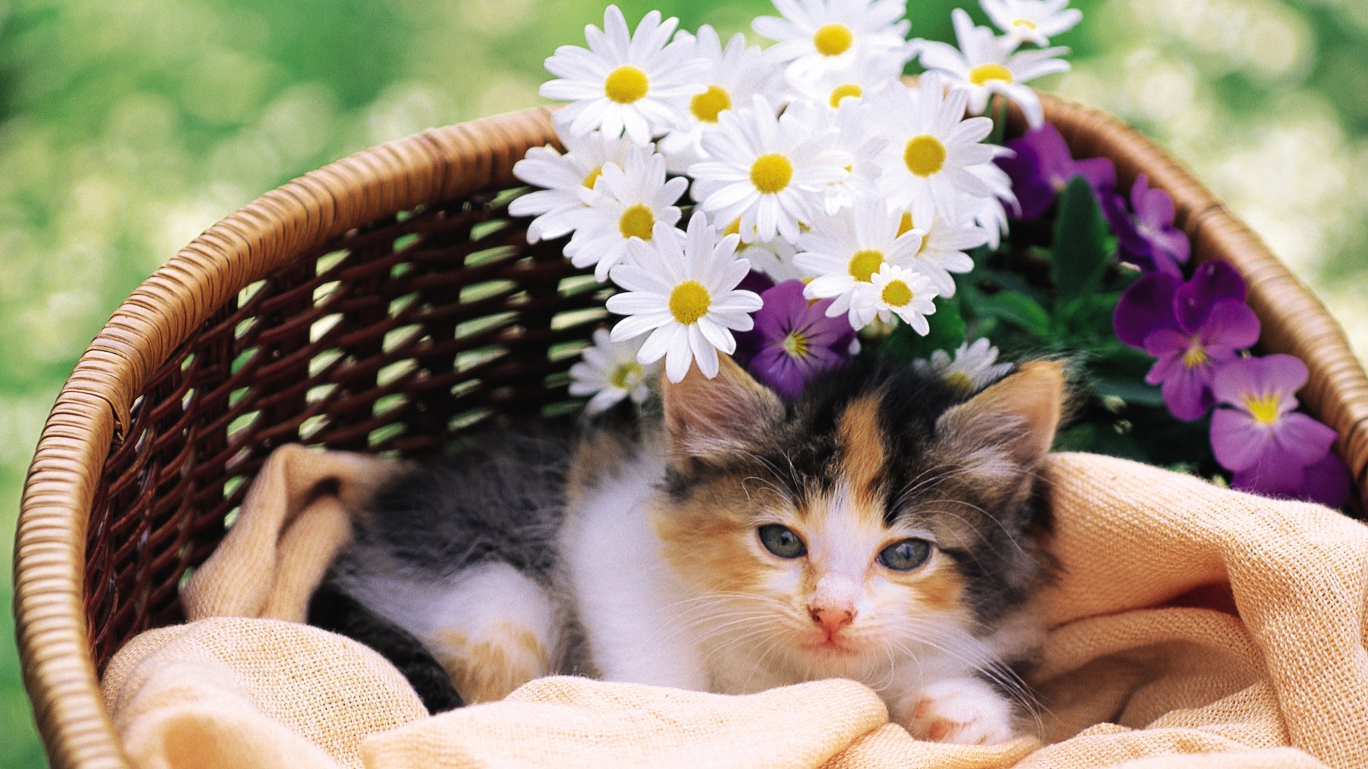 Lovely kitten in flower basket