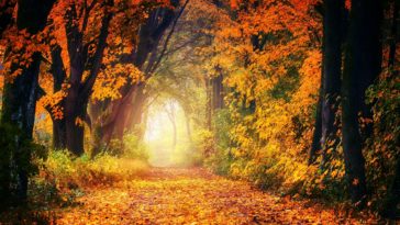 Orange leaves road wallpaper-1920x1080