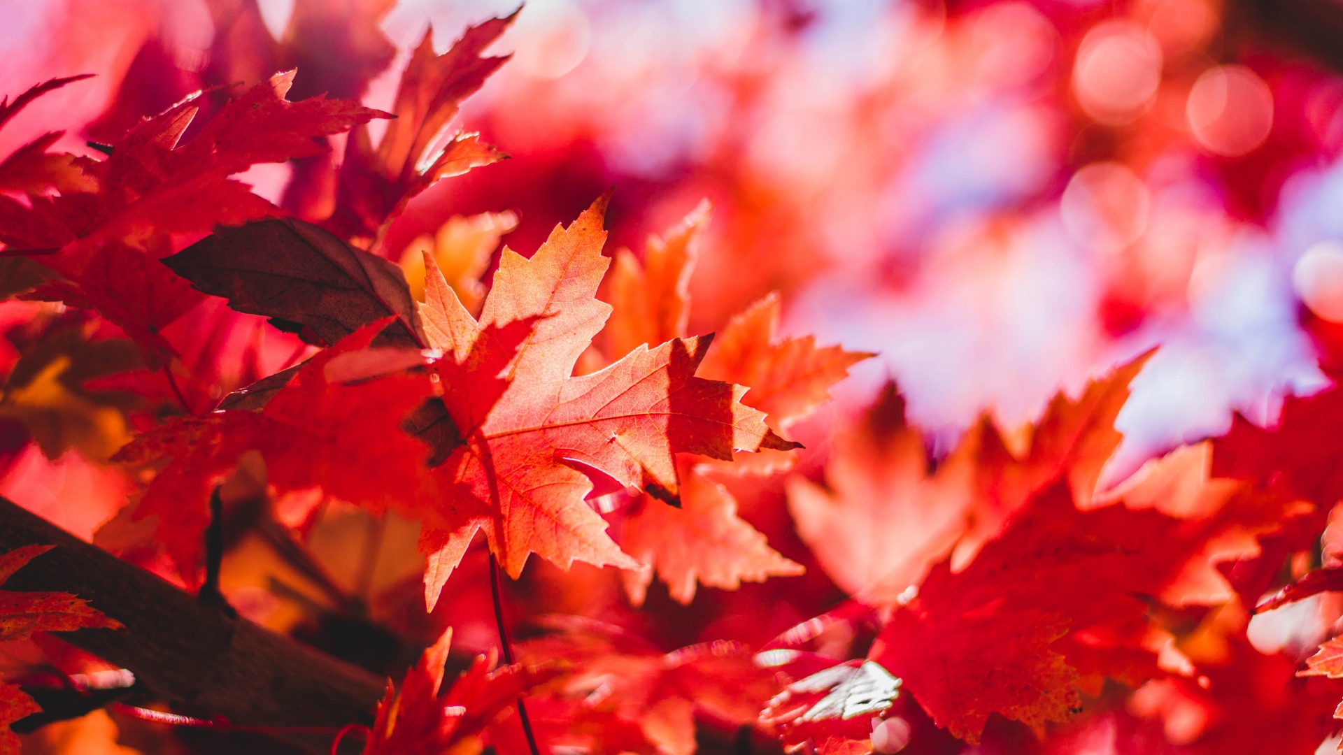 Red Maple Leaves