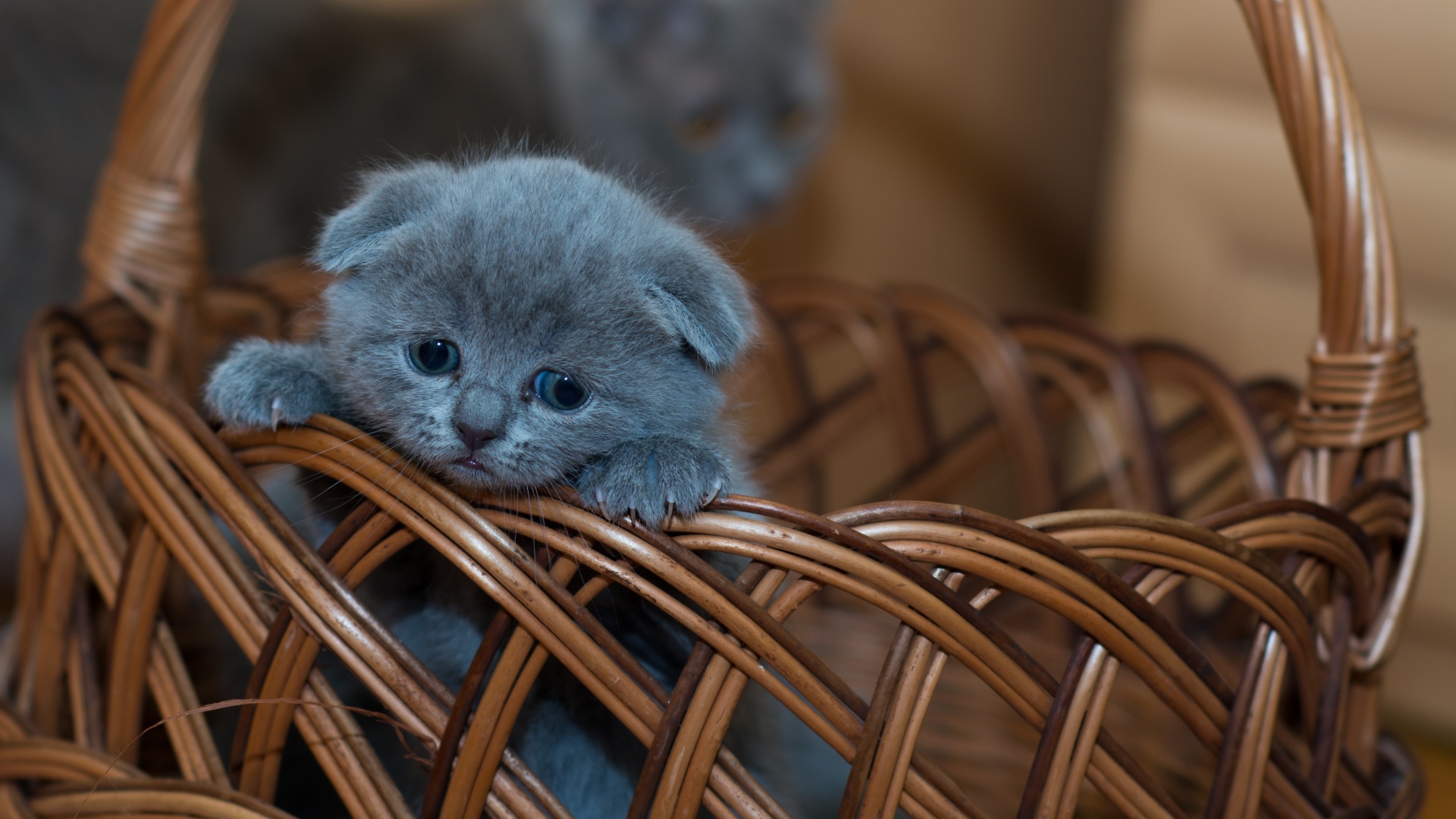 Russian Blue Kitten Wallpaper-1920x1080