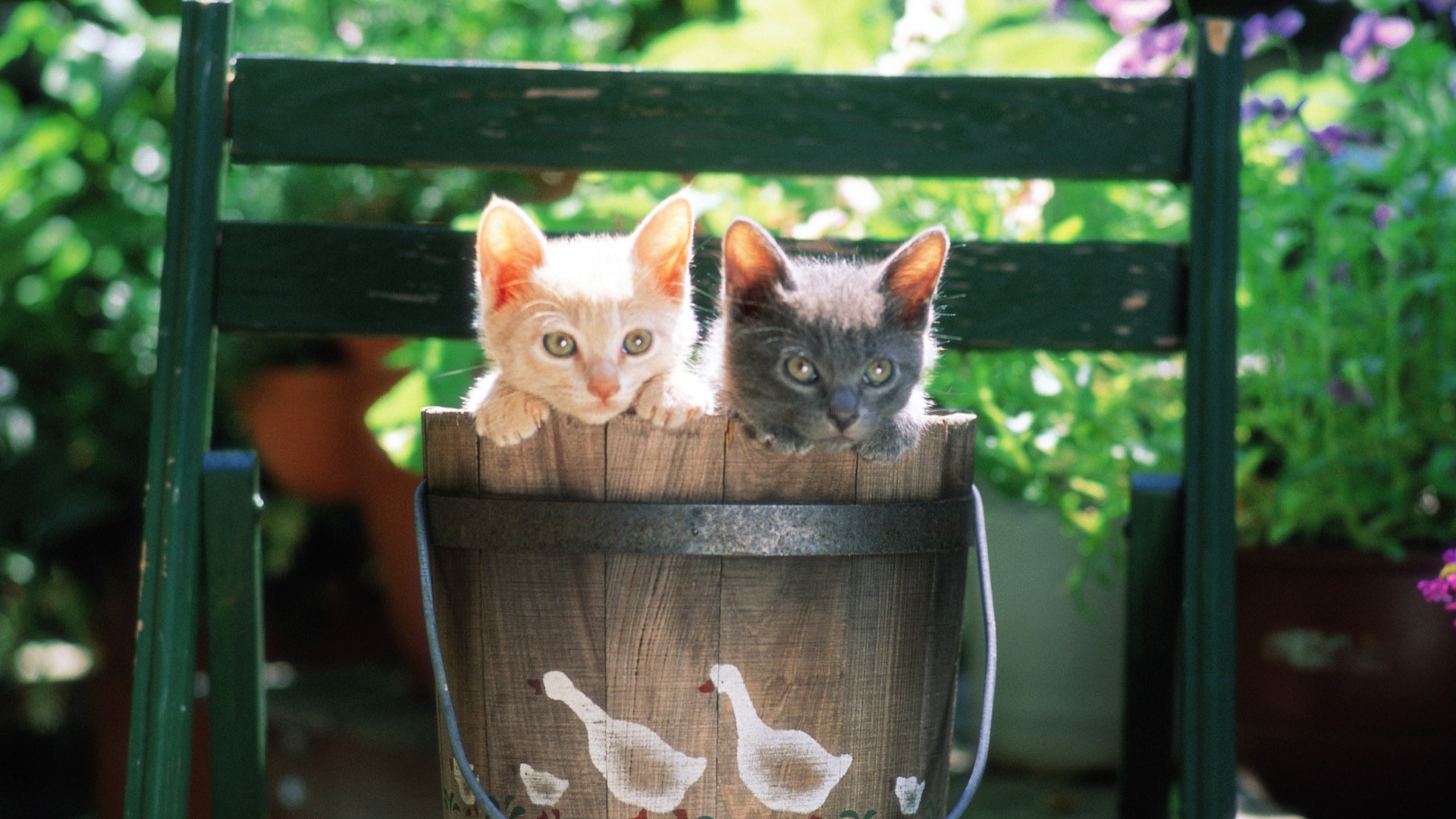 Two Baby Kittens in bucket