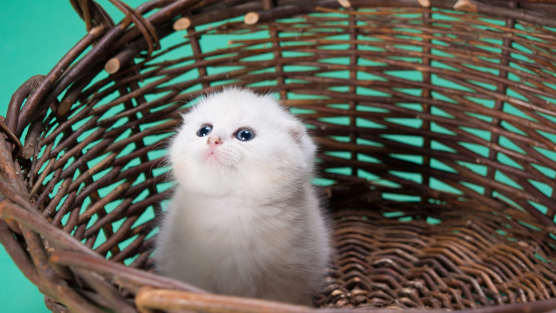 White Cat Kitty Wallpaper-1920x1080-2369