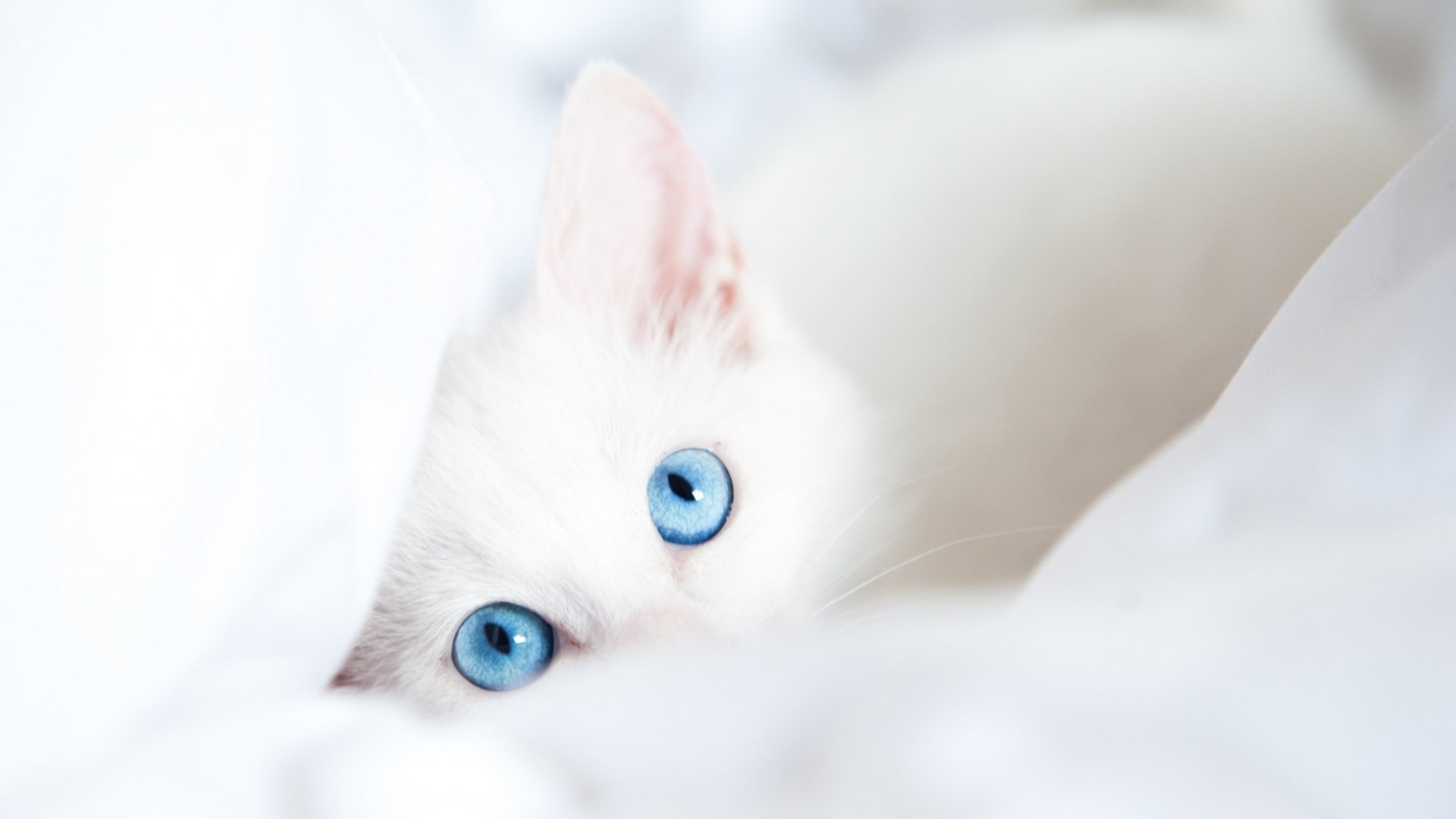 White Kitty With Blue Eyes Wallpaper