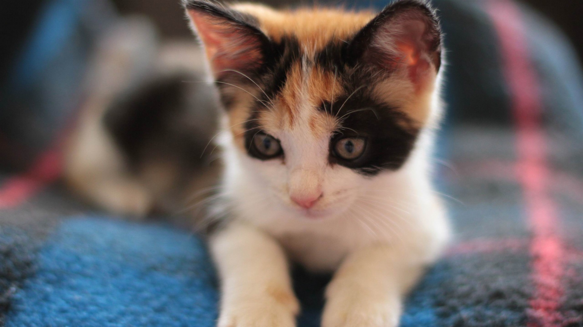 calico kitten photo wallpaper