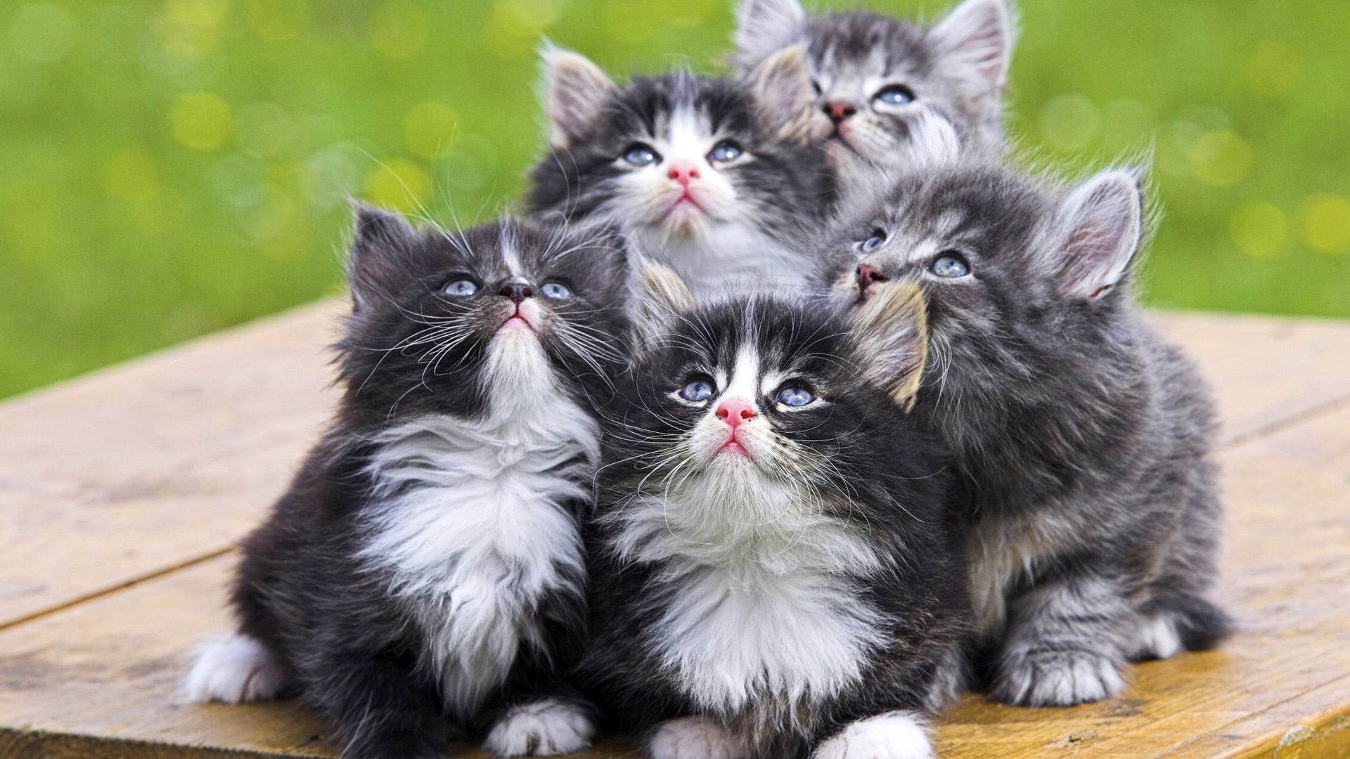 fluffy kittens