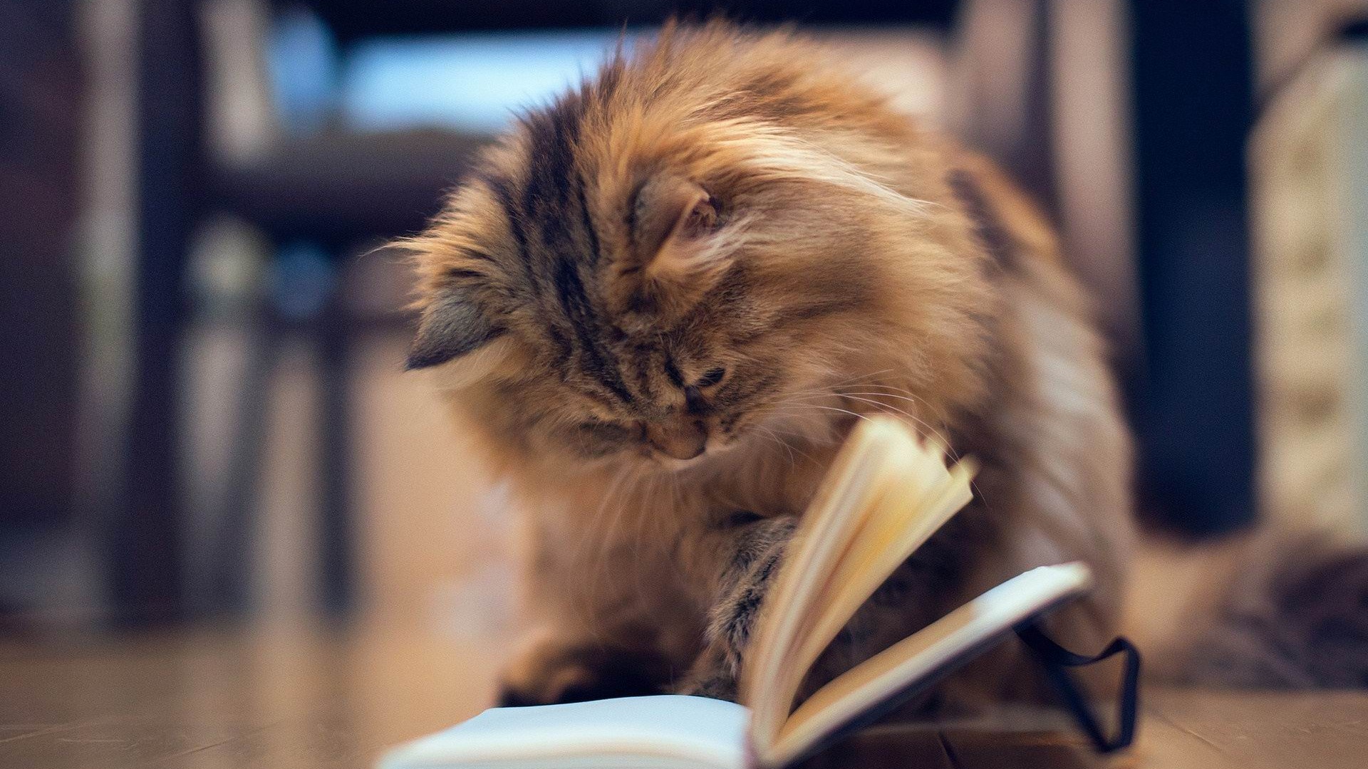 kitten book mood
