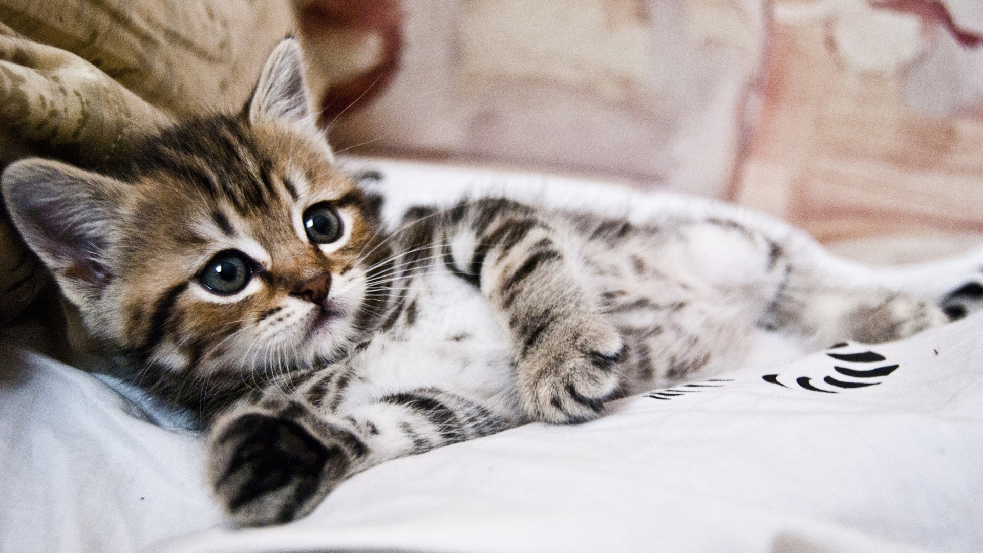 kitten lying striped HD wallpaper 1920x1080