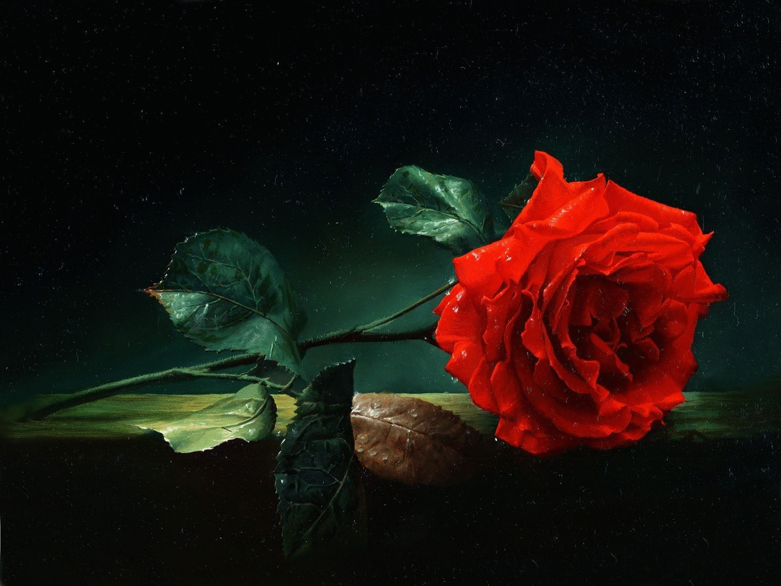 lonely red rose