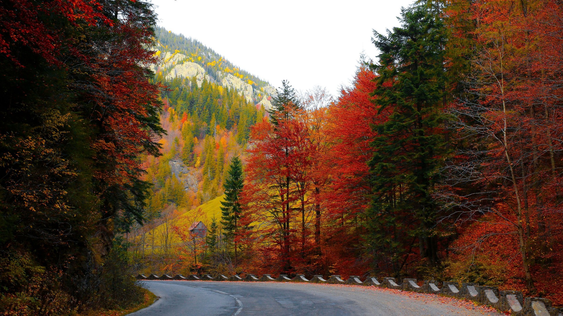  Autumn Road Trun Background