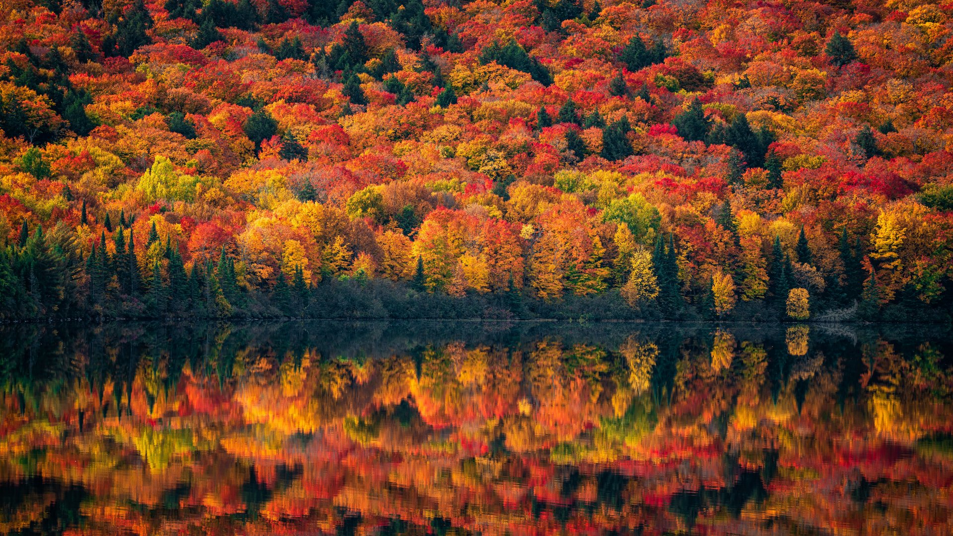 Colorful Forest Reflection on Lake Photo 