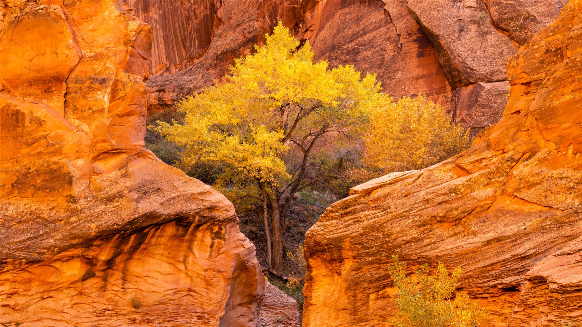 Cottonwood trees Autumn Coyote Gulch Glen Utah