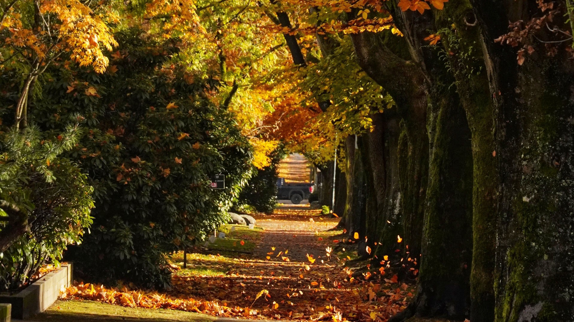 Path Trees Leaves Autumn Sunlight Scenery