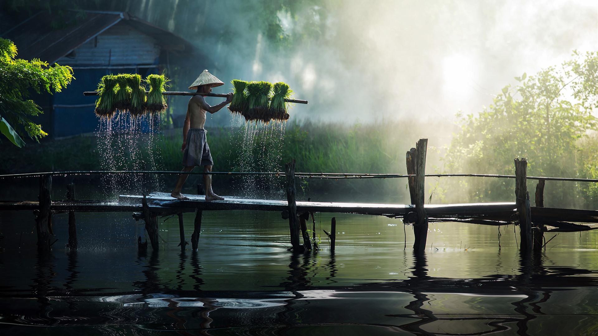 Vietnam Farmers Seedlings Bridge River Wallpaper 