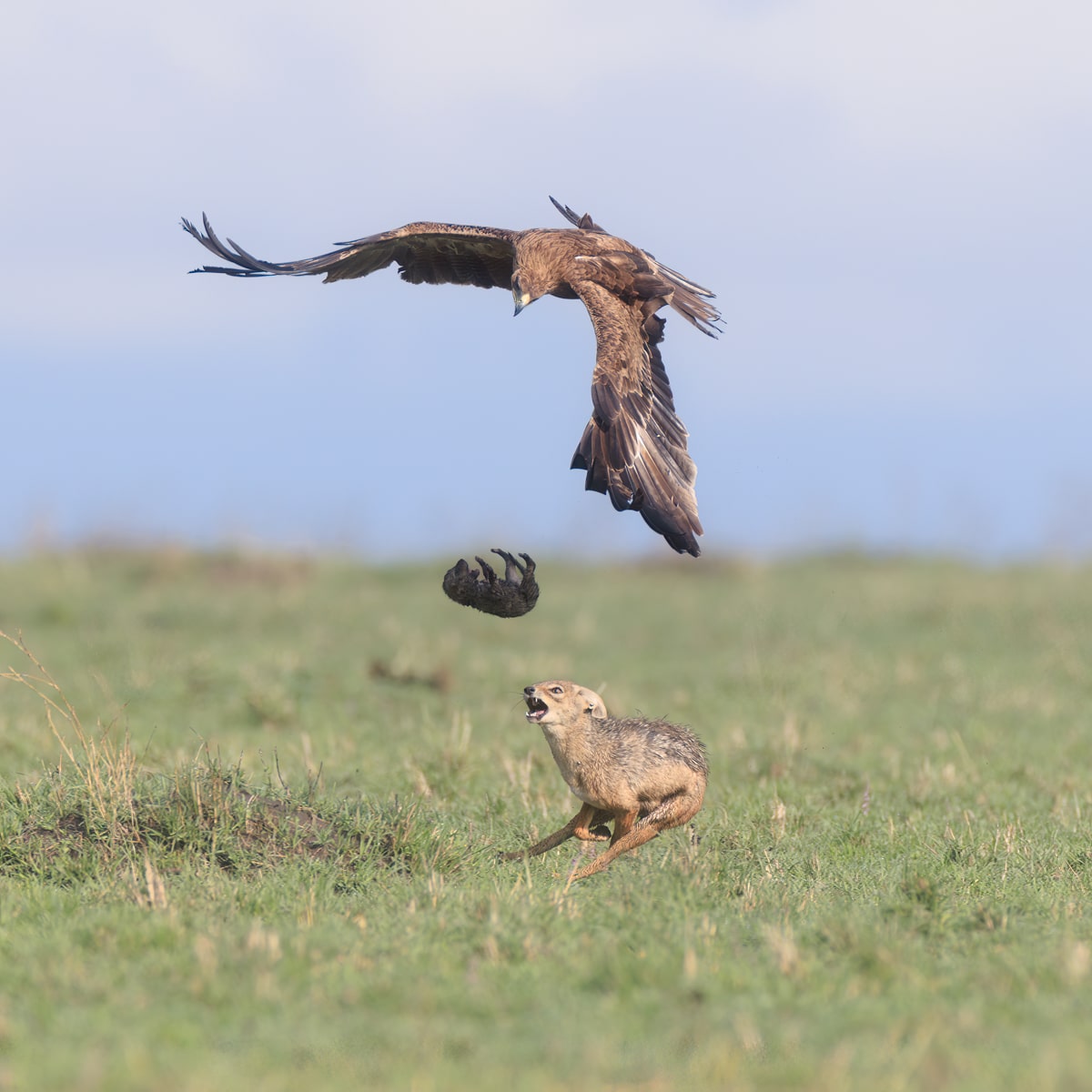 Jaw-Dropping Moment A Jackal Mother Saving Her Cub From an Eagle