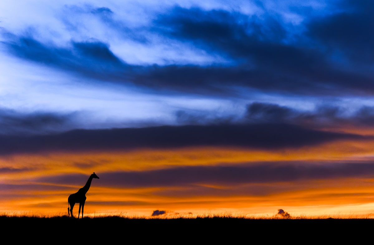 Ateeb Hussain's wildlife photographs