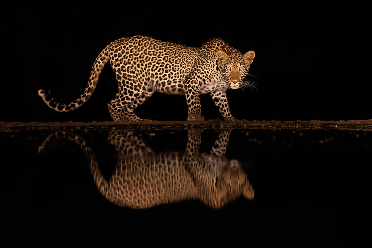 Ateeb Hussain's wildlife photographs