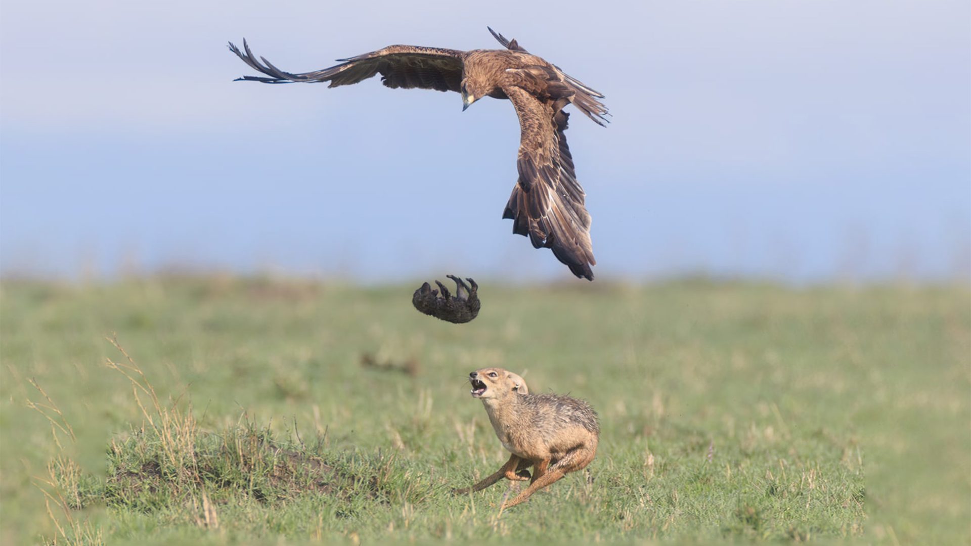 Jaw-Dropping Moment A Jackal Mother Saving Her Cub From an Eagle