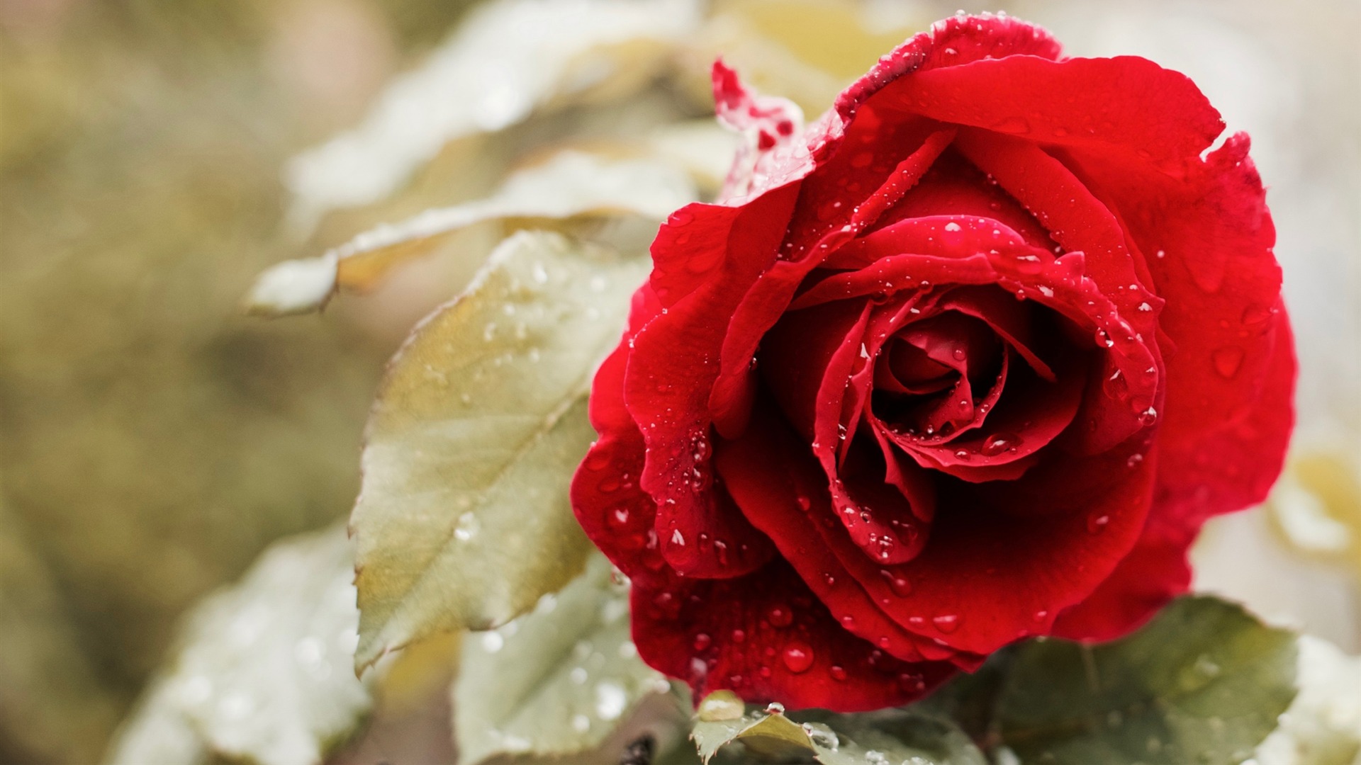 Beautiful Red Rose HD Wallpaper 1920x1080
