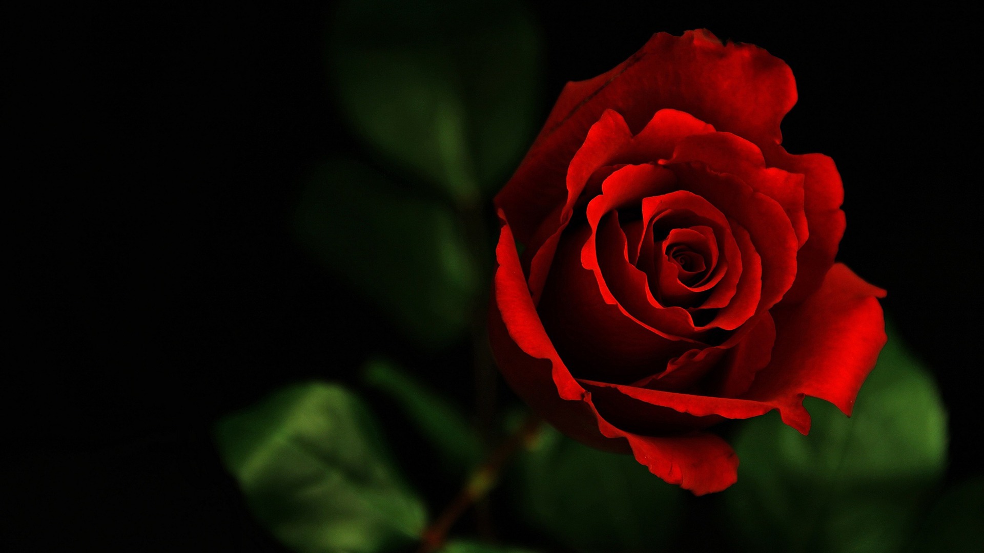Dark red rose photography wallpaper 1080p