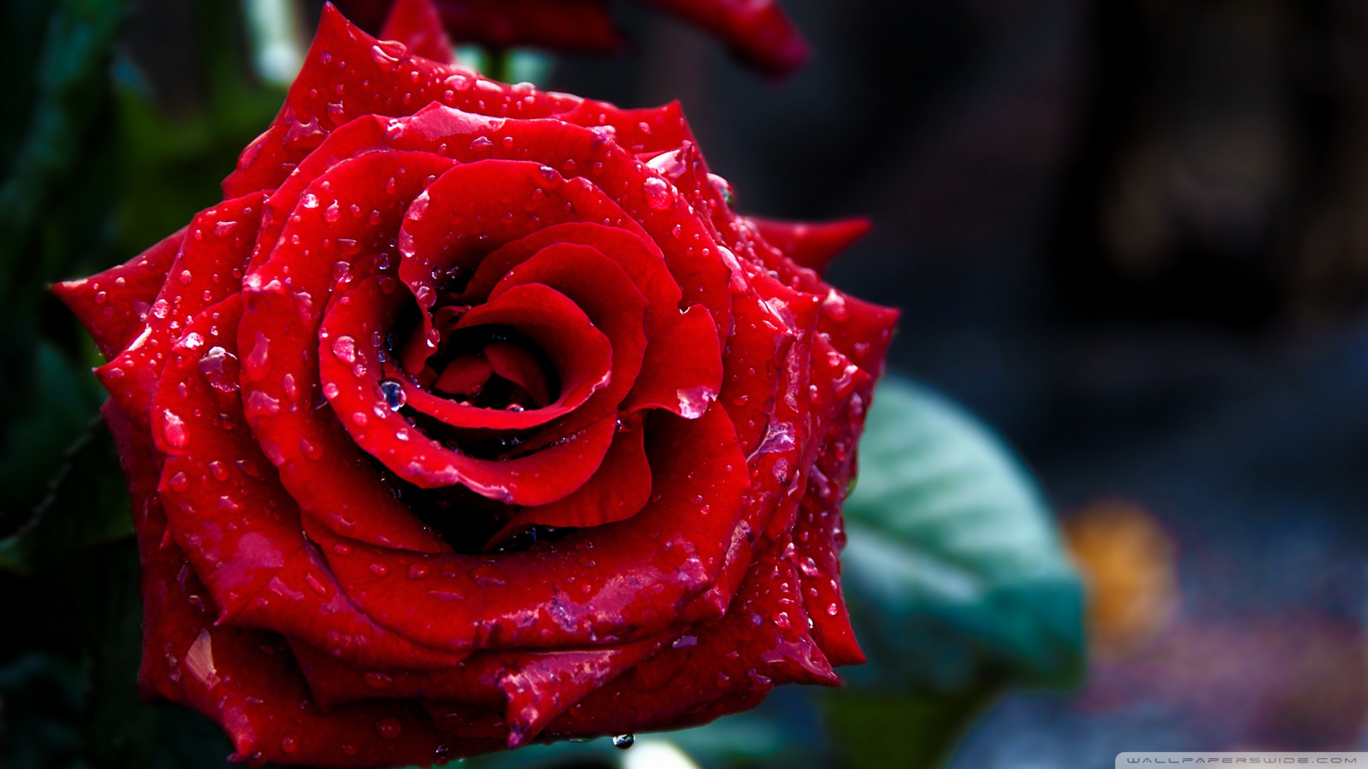 Red-Rose-Macro-Shoot-HD-Wallpaper-1920x1080