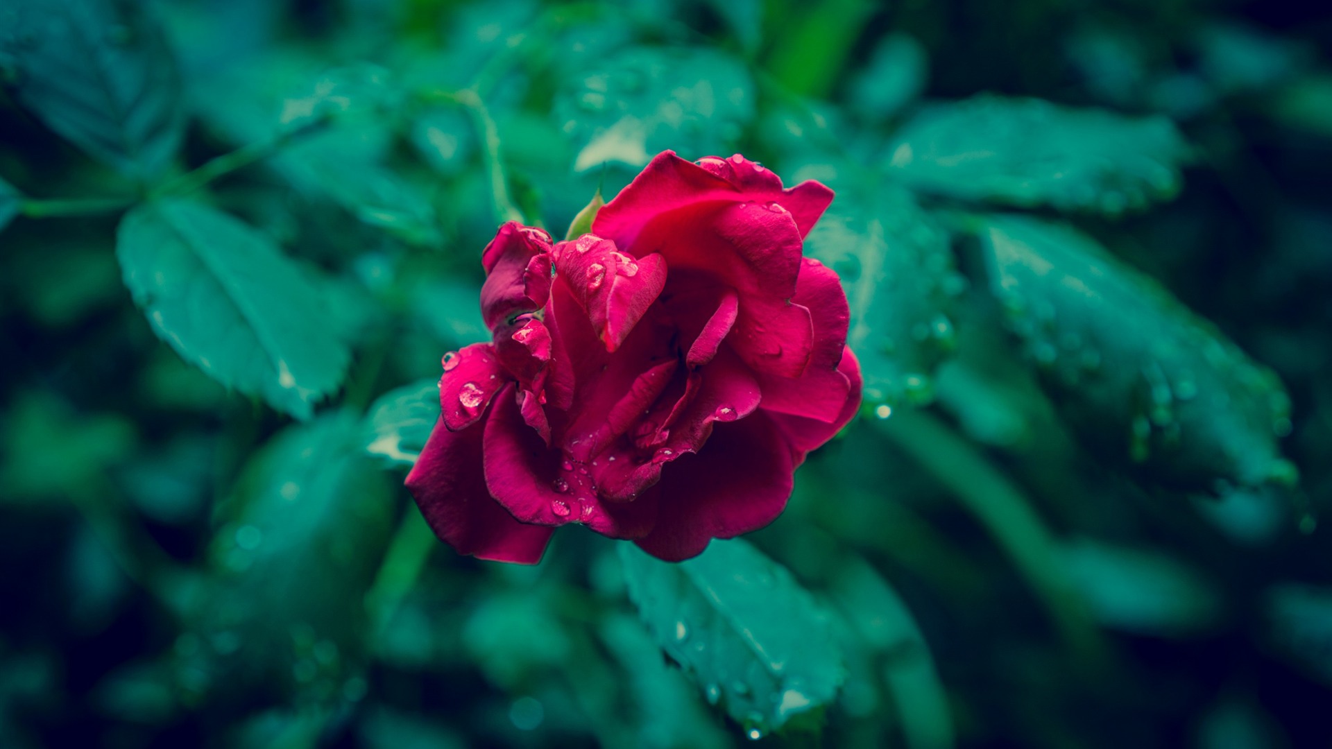 Red rose and green photo