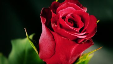 Single-red-rose-wallpaper-1