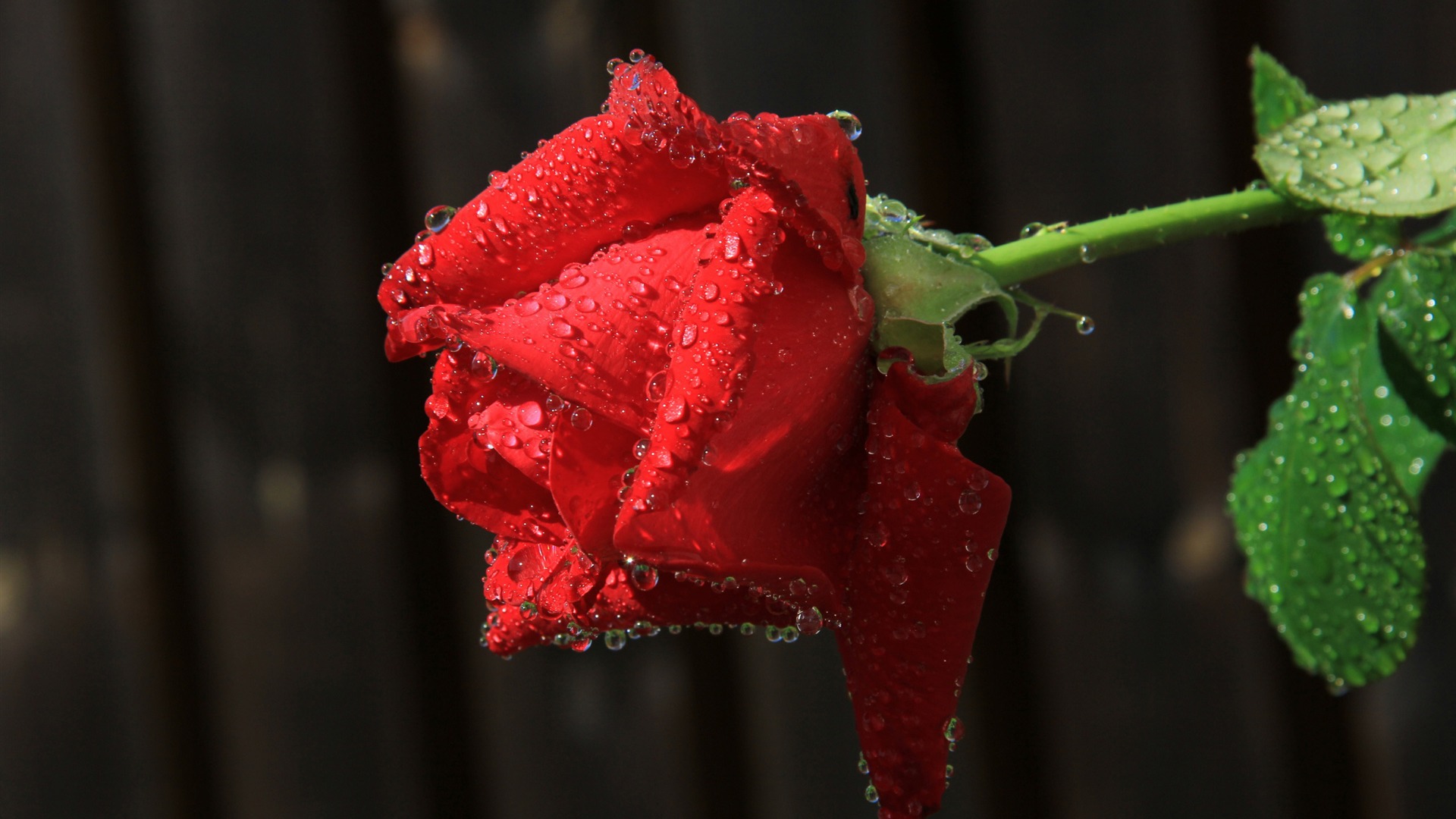 red rose flower-Photography HD Wallpaper